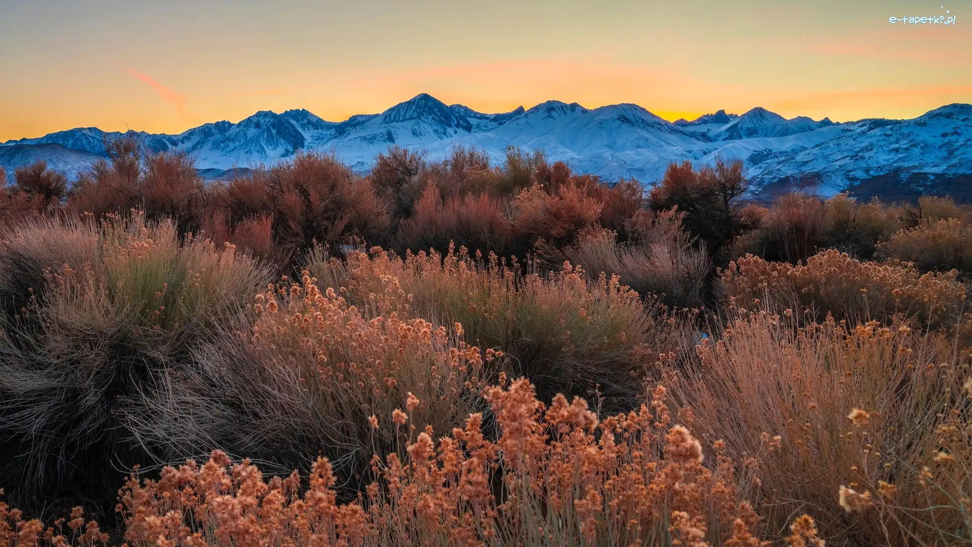 Rośliny, Jesień, Stany Zjednoczone, Kalifornia, Krzewy, Dolina Owens Valley, Region Eastern Sierra, Góry
