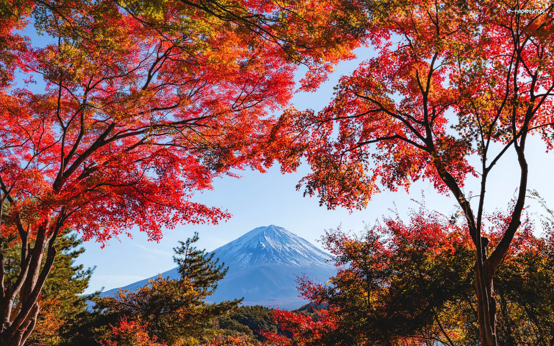 Jesień, Góra Fudżi, Liście, Czerwone, Mount Fuji, Drzewa, Gałęzie, Japonia