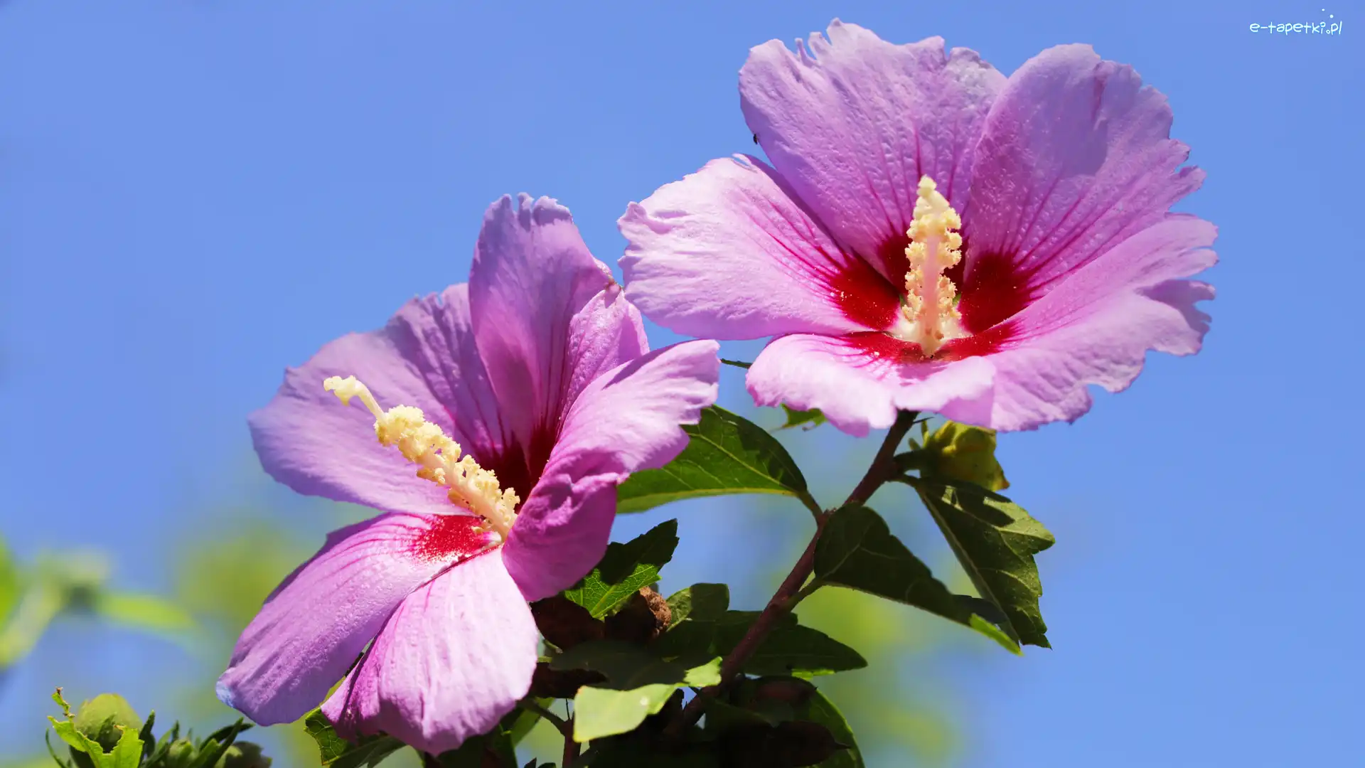 Hibiskusy, Kwitnące, Różowe