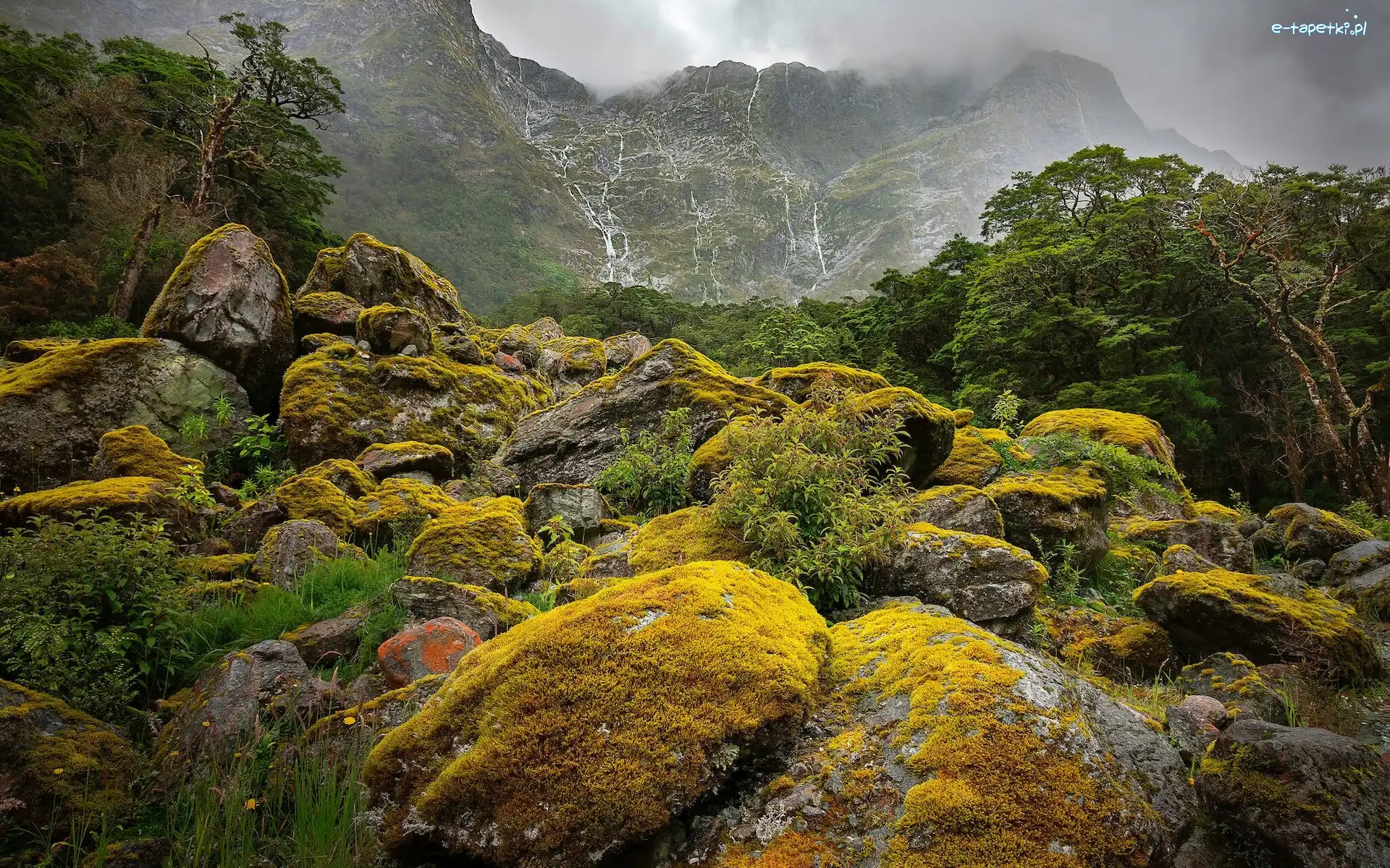 Kamienie, Nowa Zelandia, Głazy, Park Narodowy Fiordland, Drzewa, Szlak, Omszałe, Góry, Milford Track, Wyspa Południowa, Mgła