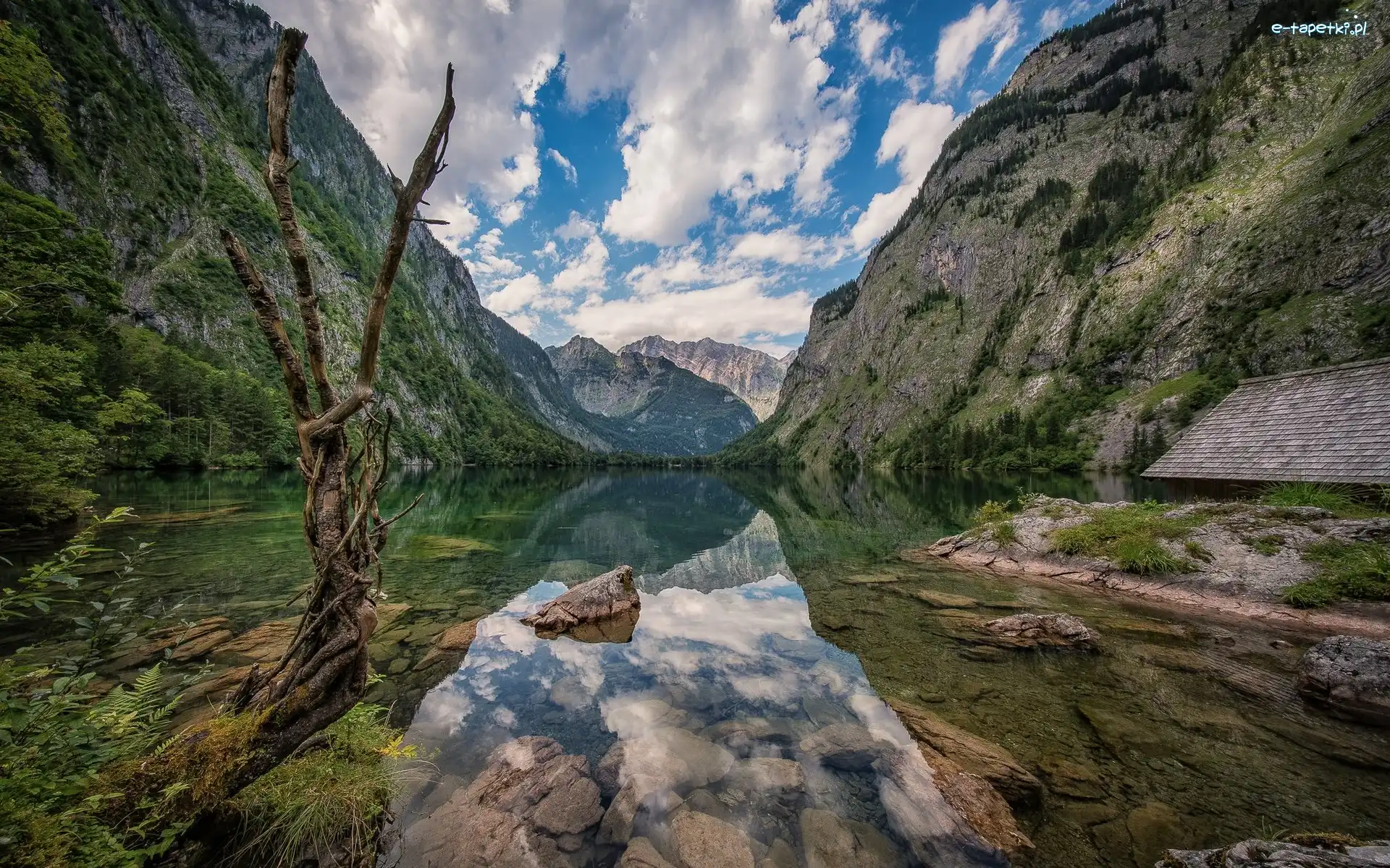 Drzewo, Uschnięte, Alpy, Góry, Jezioro Obersee, Niemcy, Bawaria, Chmury, Park Narodowy Berchtesgaden