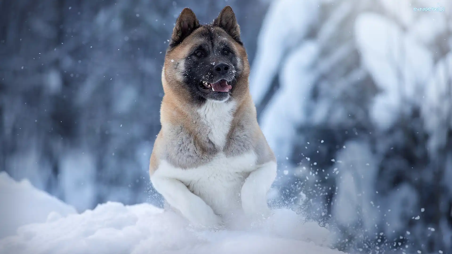 Zima, Akita amerykańska, Pies, Zbliżenie, Śnieg