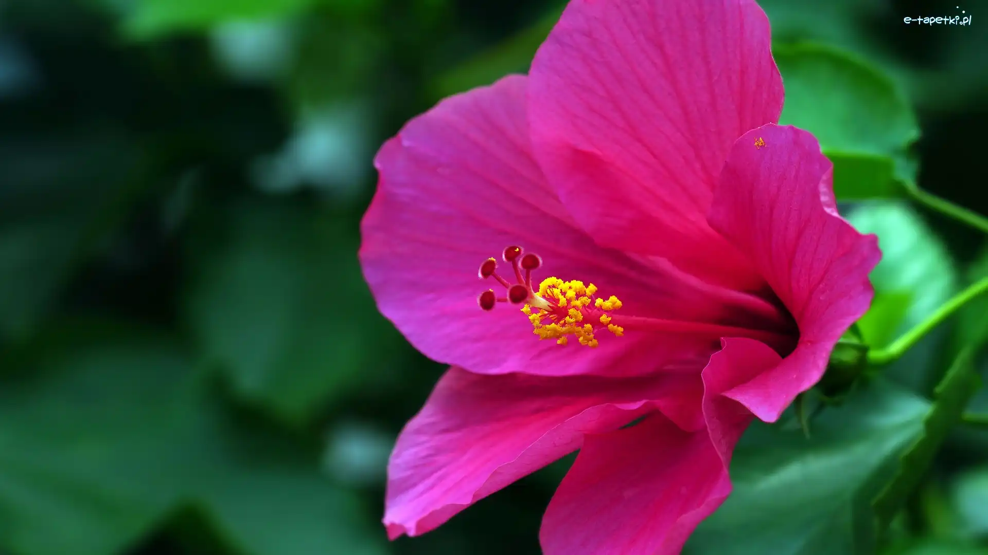 Hibiskus, Kwitnący