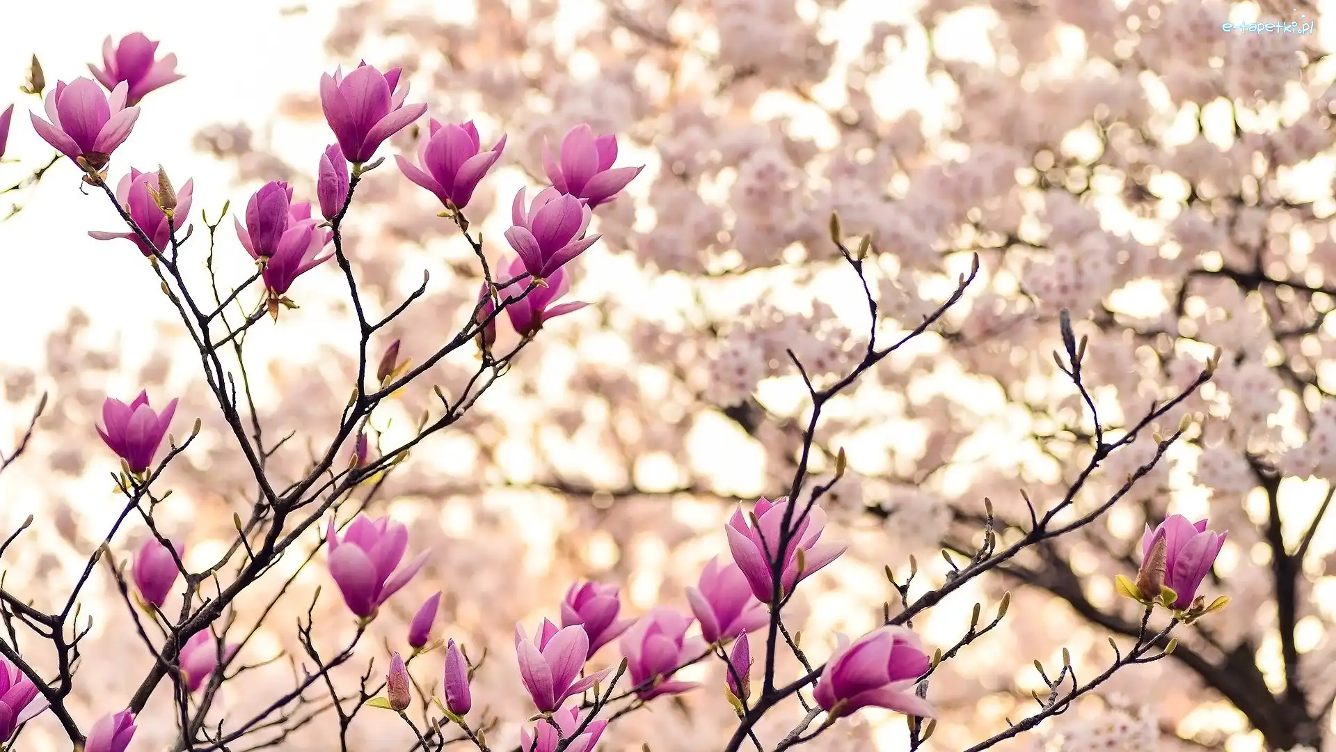 Magnolia, Różowe, Kwiaty, Gałązki