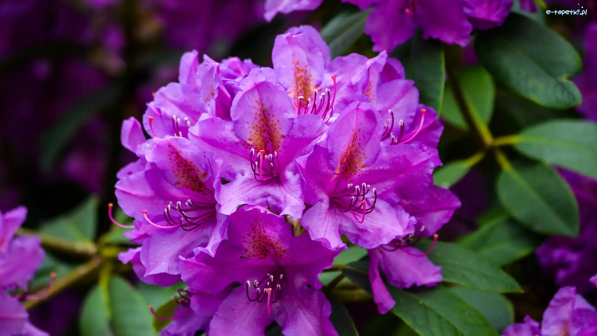 Rododendron, Kwiaty, Fioletowe