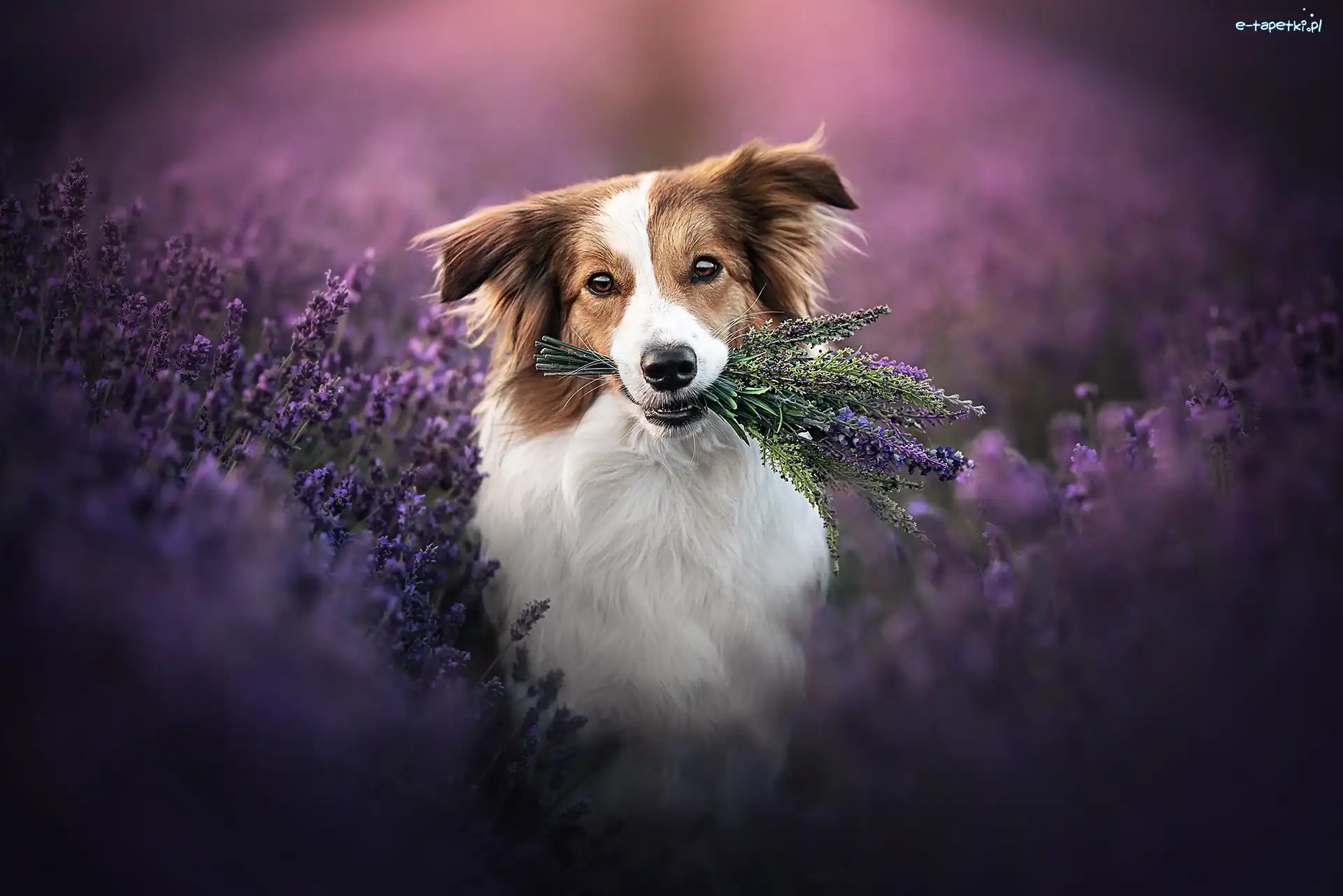 Pies, Lawenda, Border collie, Kwiaty