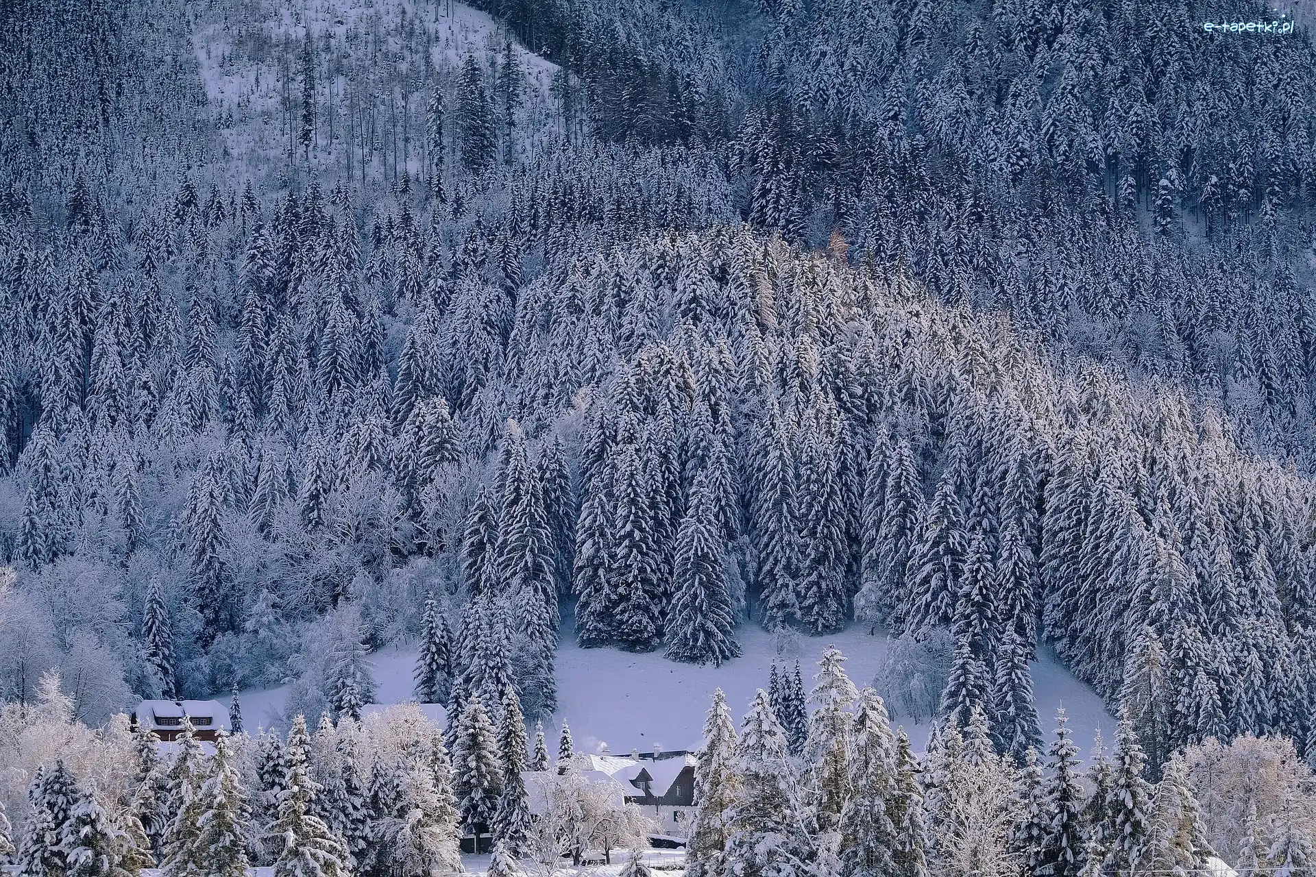 Śnieg, Ośnieżone, Drzewa, Domy, Las, Zima