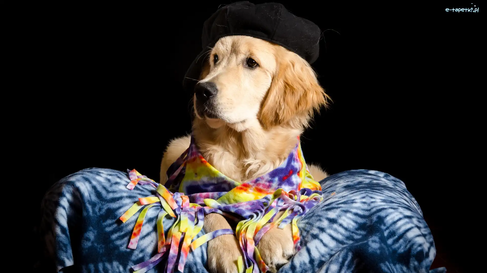 Golden retriever, Koc, Czapka, Pies