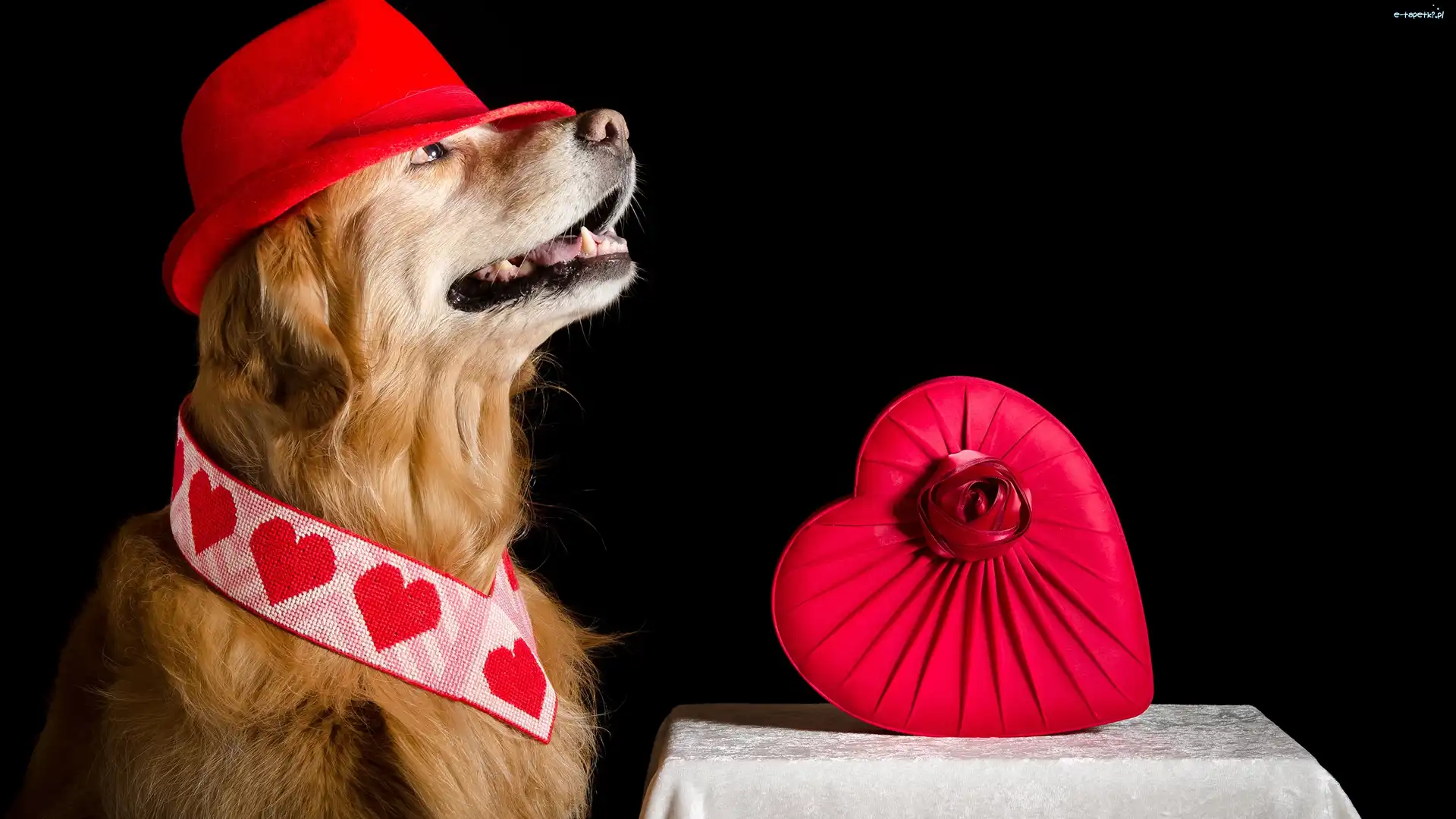 Pudełko, Kapelusz, Serce, Stolik, Golden retriever, Pies