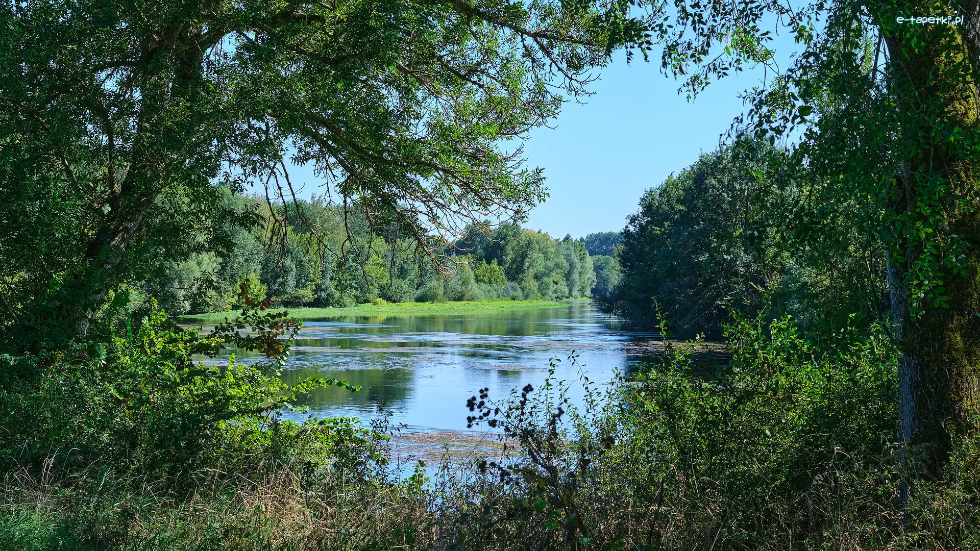 Lato, Drzewa, Rzeka, Rośliny, Krzewy