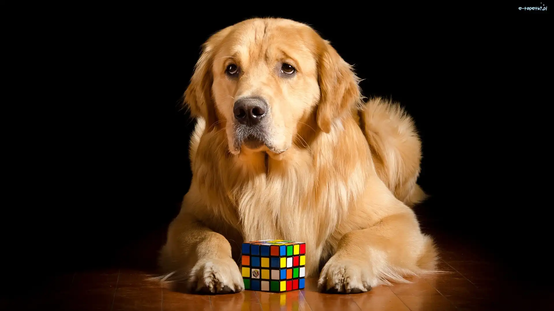 Kostka Rubika, Tło, Ciemne, Golden retriever
