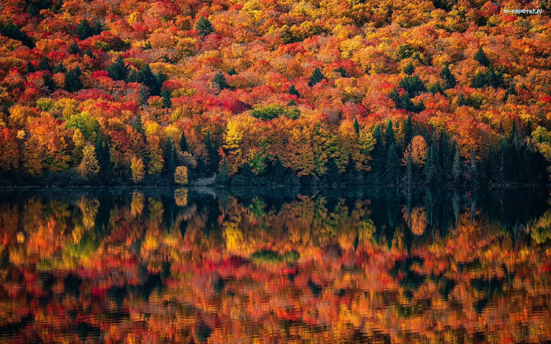 Jesień, Prowincja Ontario, Odbicie, Jezioro, Algonquin Provincial Park, Drzewa, Kolorowe, Kanada