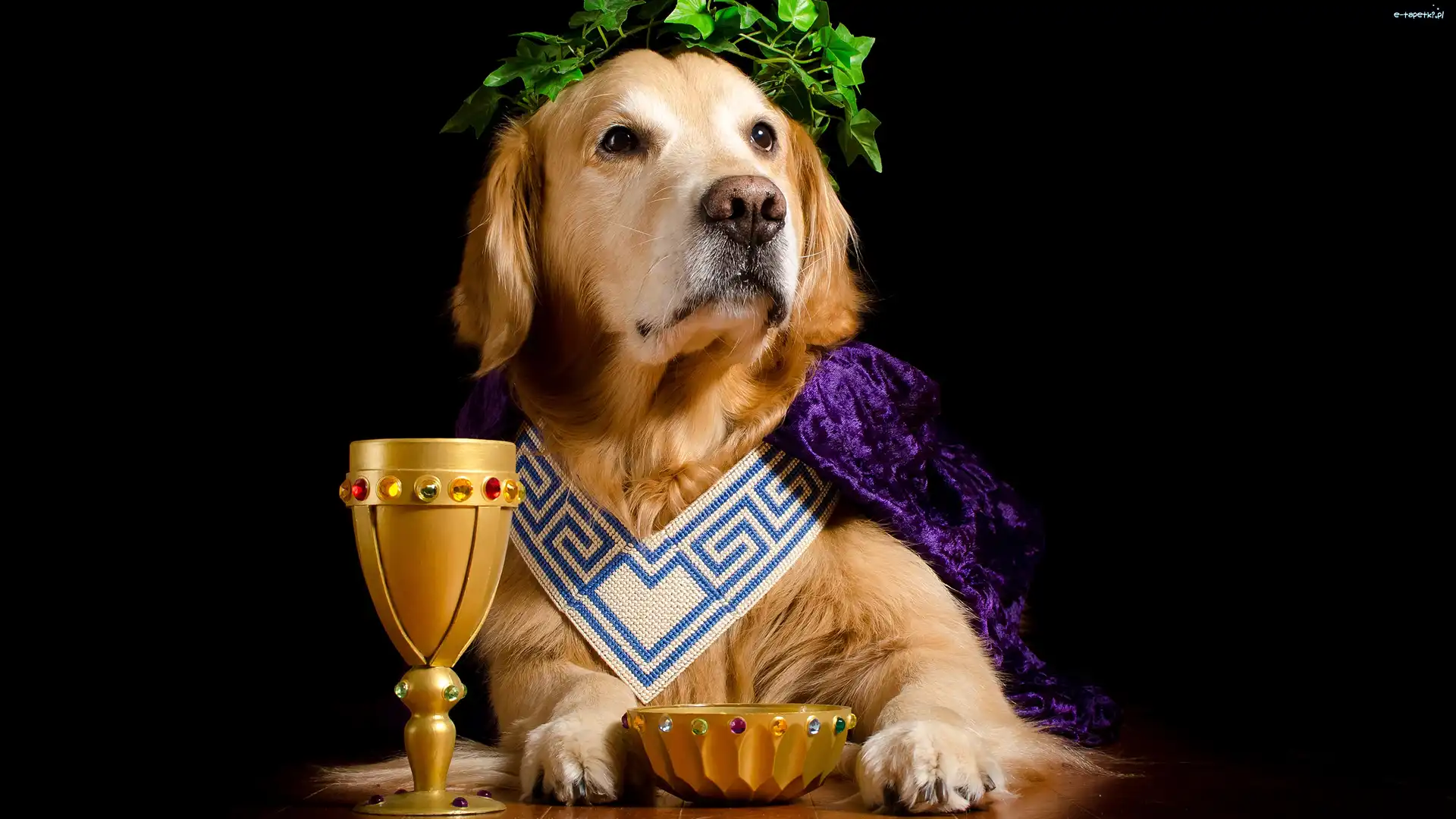 Wianek, Peleryna, Bluszcz, Kielich, Golden retriever, Pies
