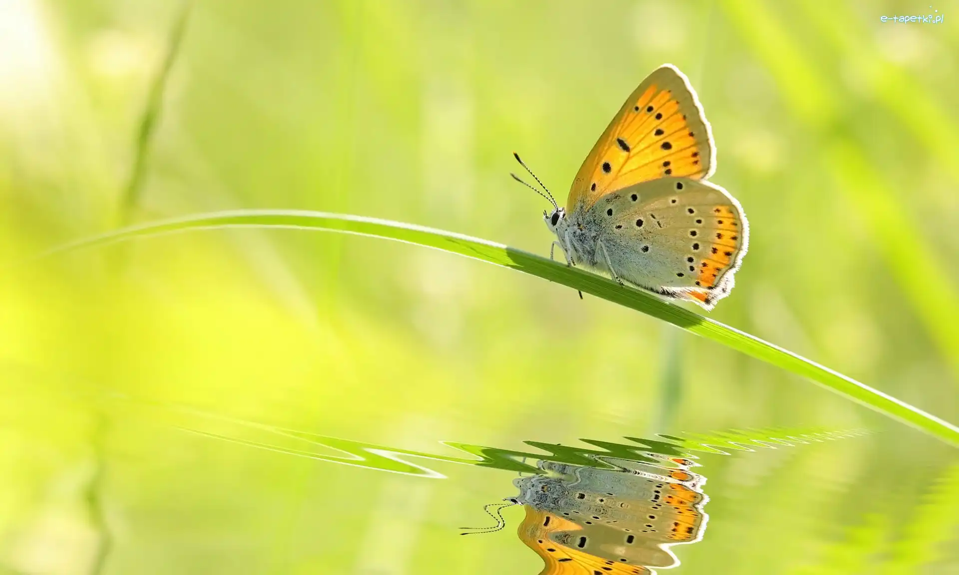 Źdźbło, Odbicie, Trawa, Motyl