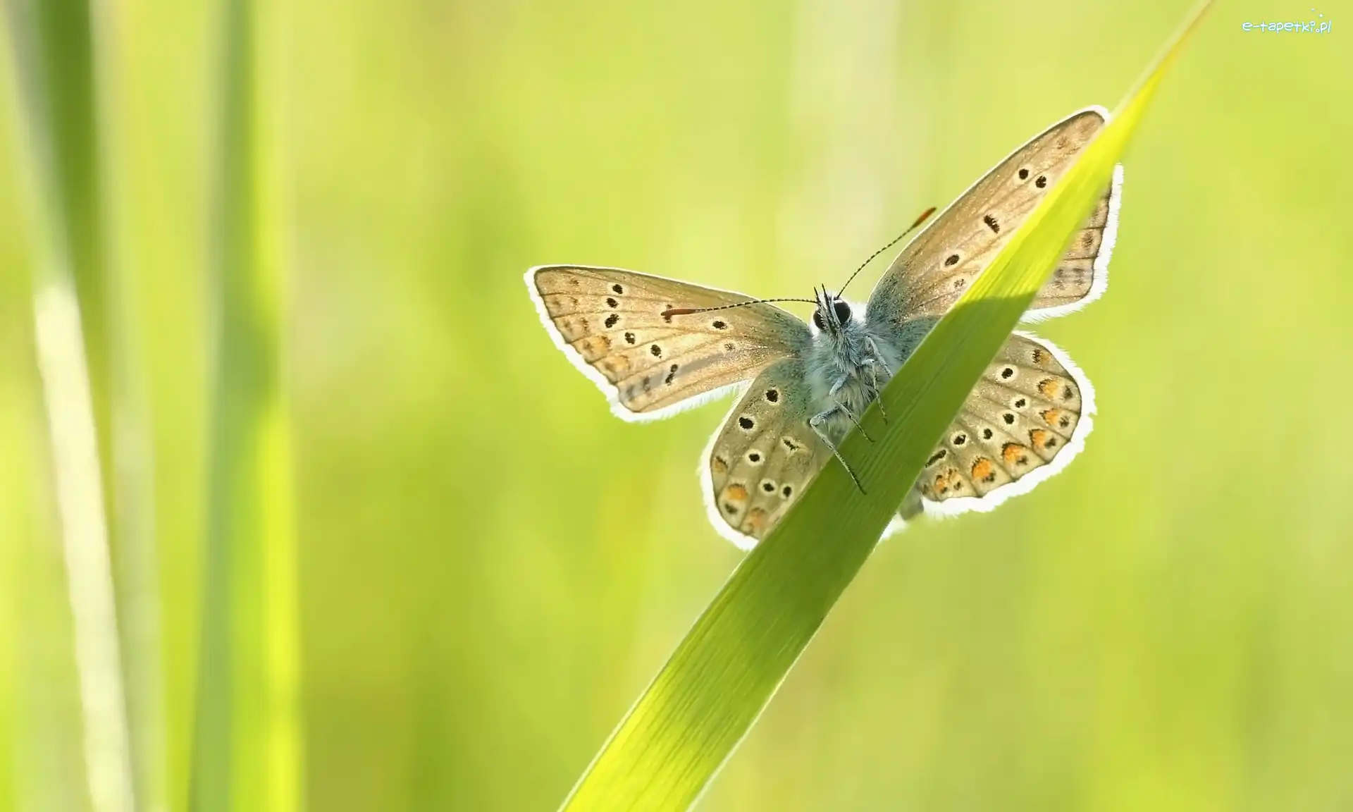 Źdźbło, Modraszek ikar, Trawy, Motyl