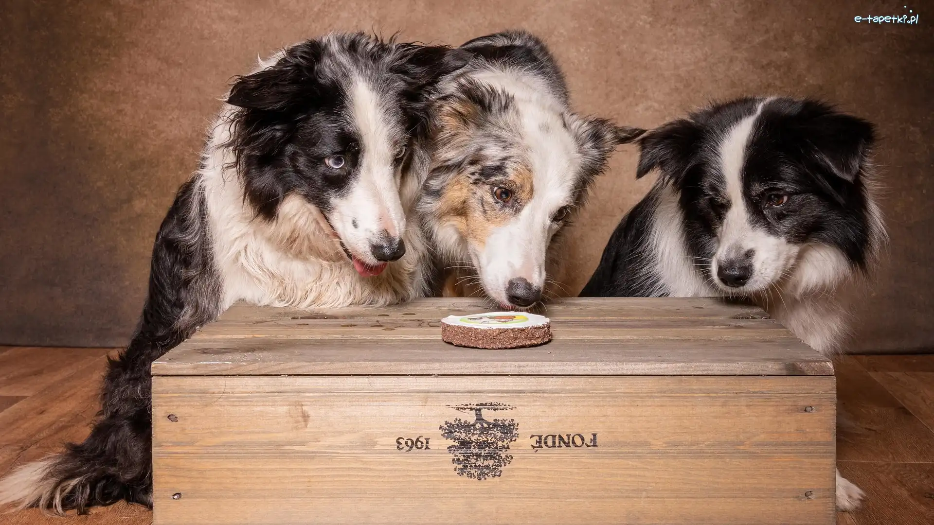 Border collie, Smakołyk, Skrzynka, Trzy