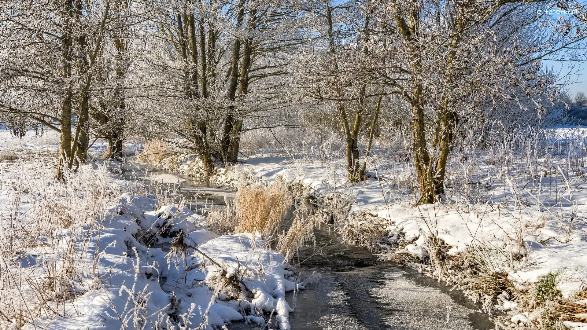 Rzeka, Trawy, Drzewa, Strumień, Oszronione, Zima
