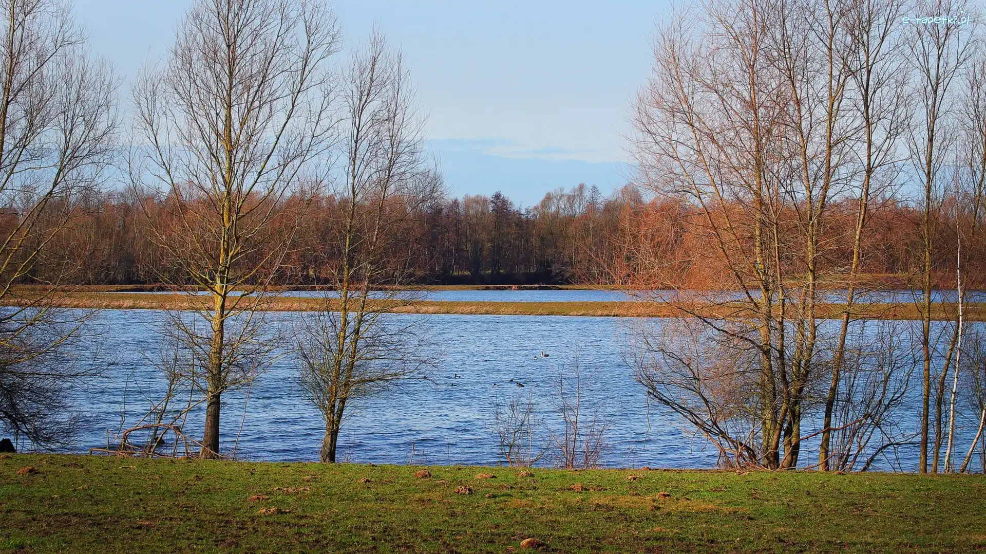Jezioro, Drzewa, Bezlistne, Jesień