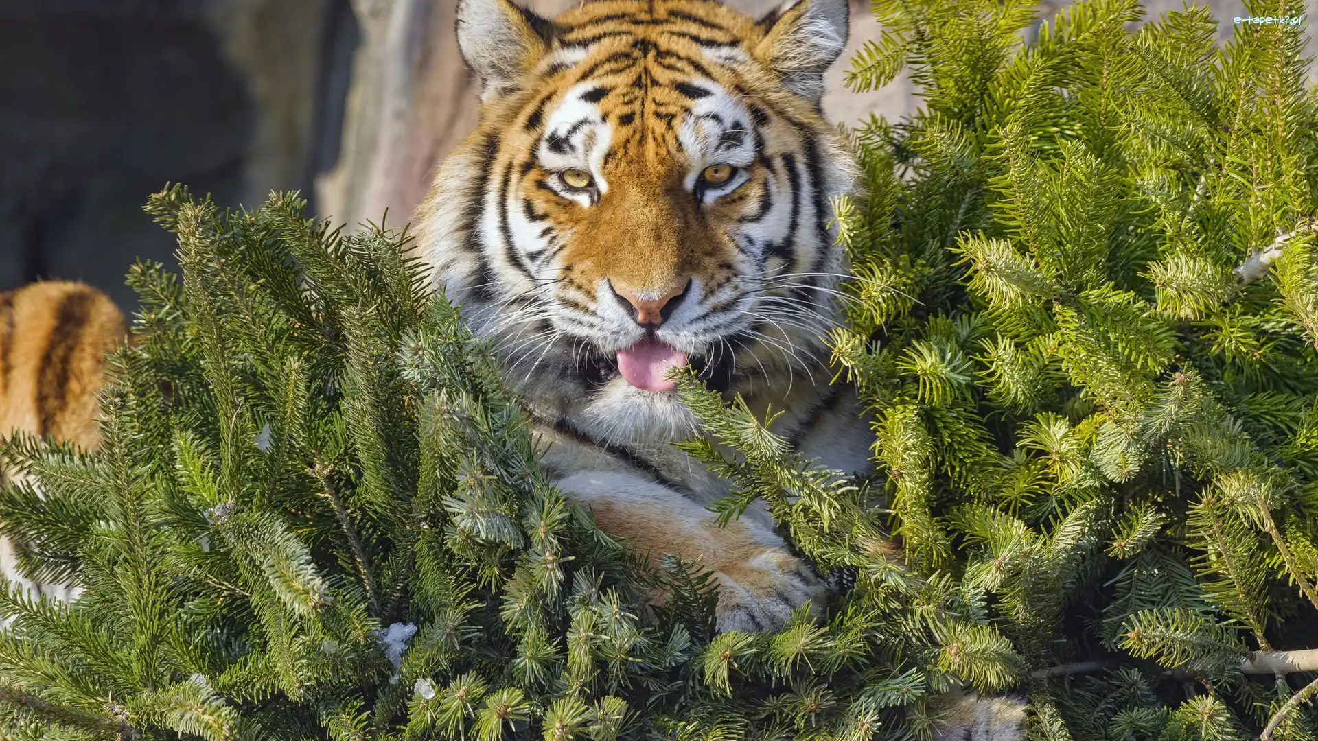 Iglak, Drzewo, Tygrys