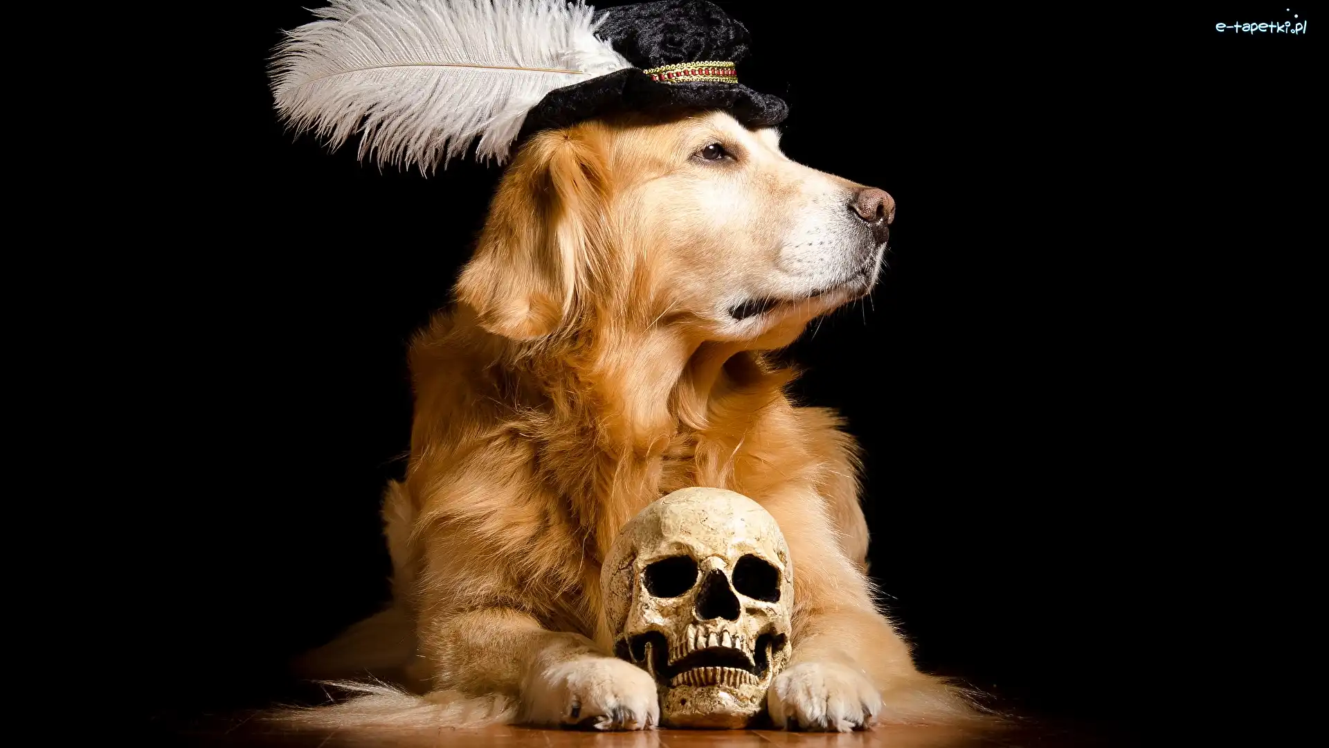 Czaszka, Piórko, Czapka, Golden retriever