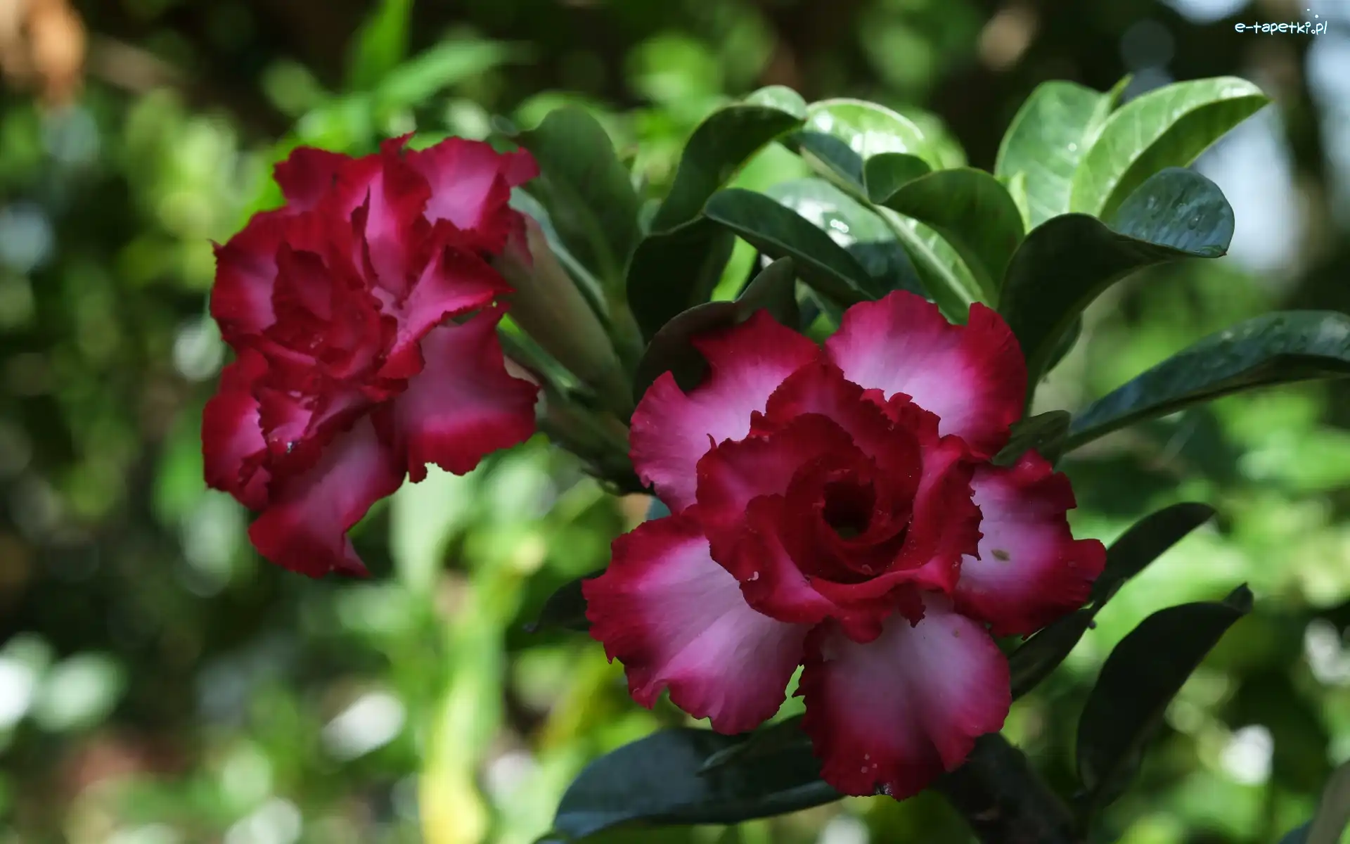 Adenium, Liście, Róża pustyni, Kwiaty