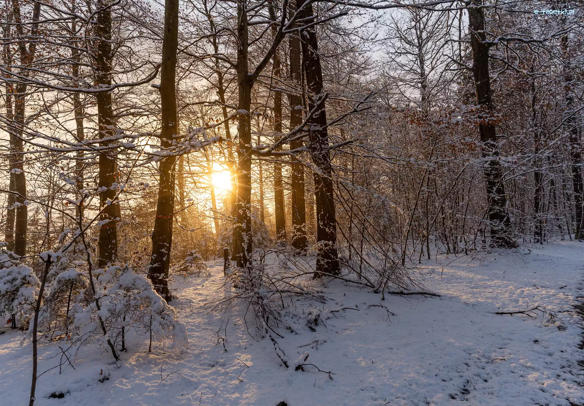 Las, Śnieg, Zima, Blask, Słoneczny