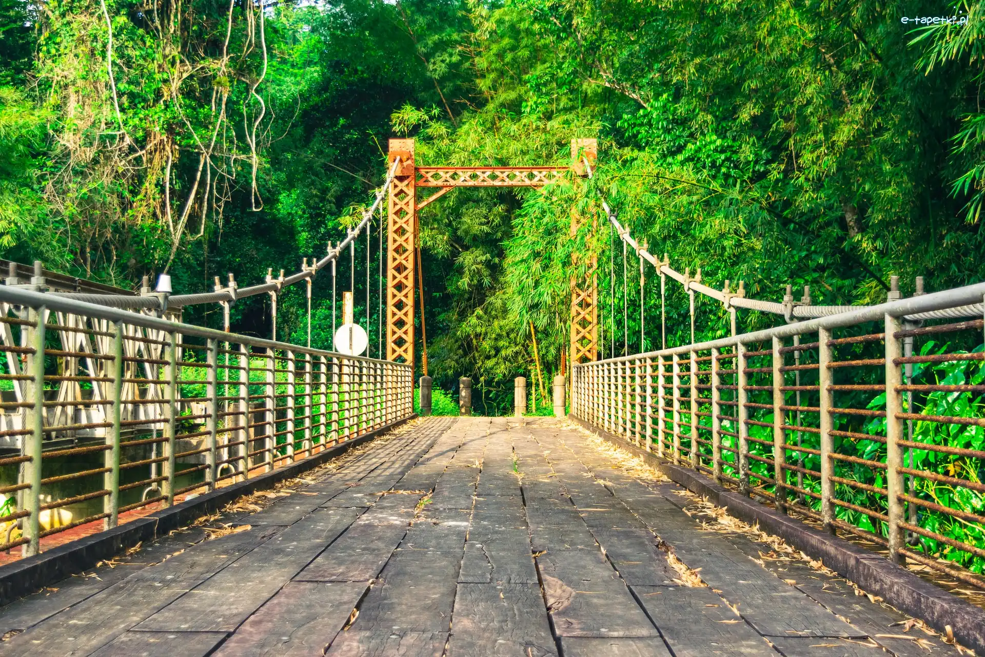 Drzewa, Blanchisseuse Spring Bridge, Most, Ameryka Południowa, Trynidad i Tobago