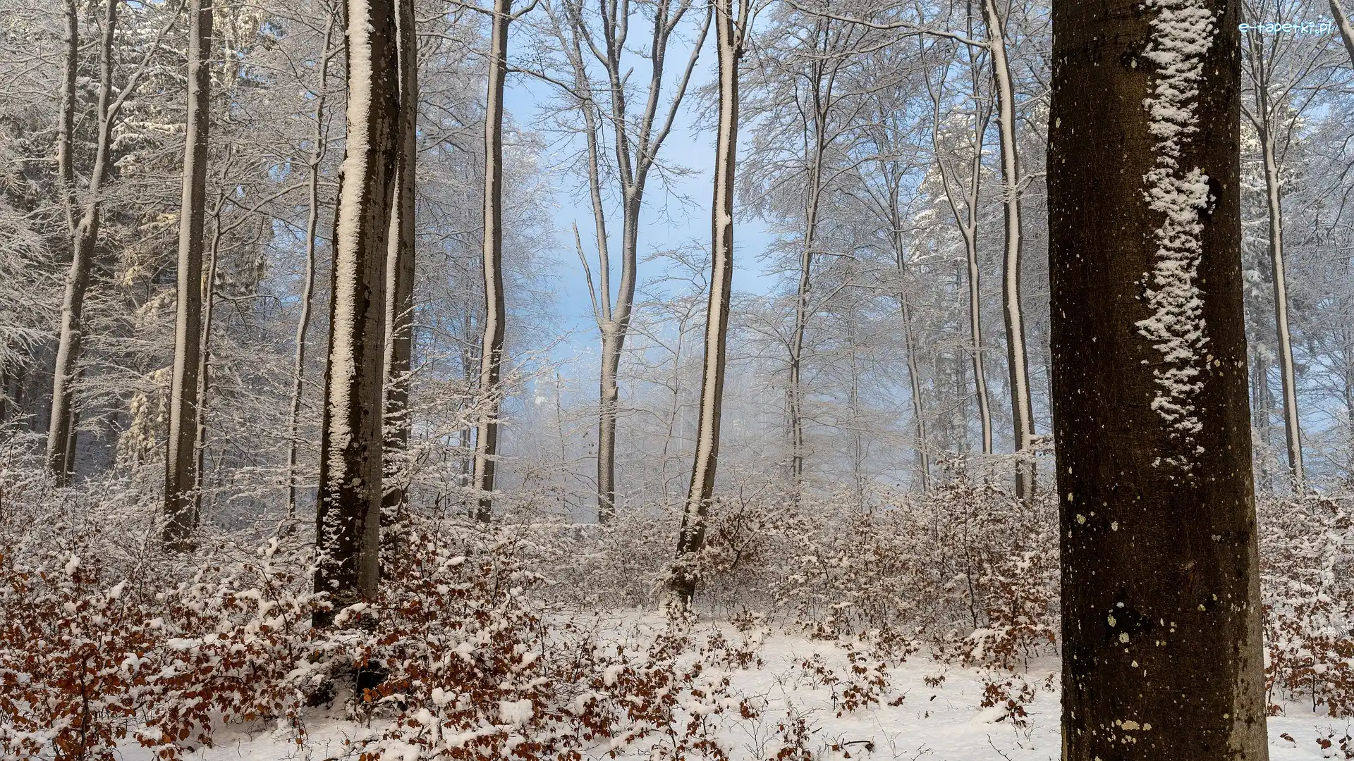 Zima, Ośnieżone, Las, Rośliny, Drzewa