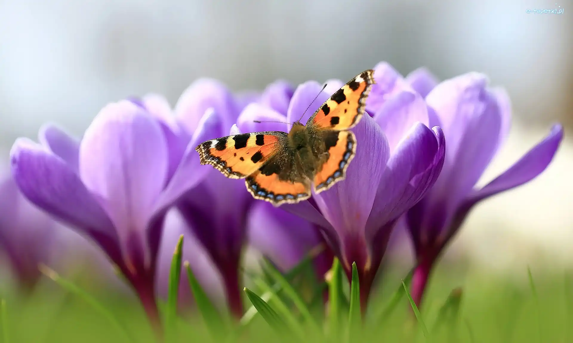 Rusałka pokrzywnik, Krokusy, Kwiaty, Motyl