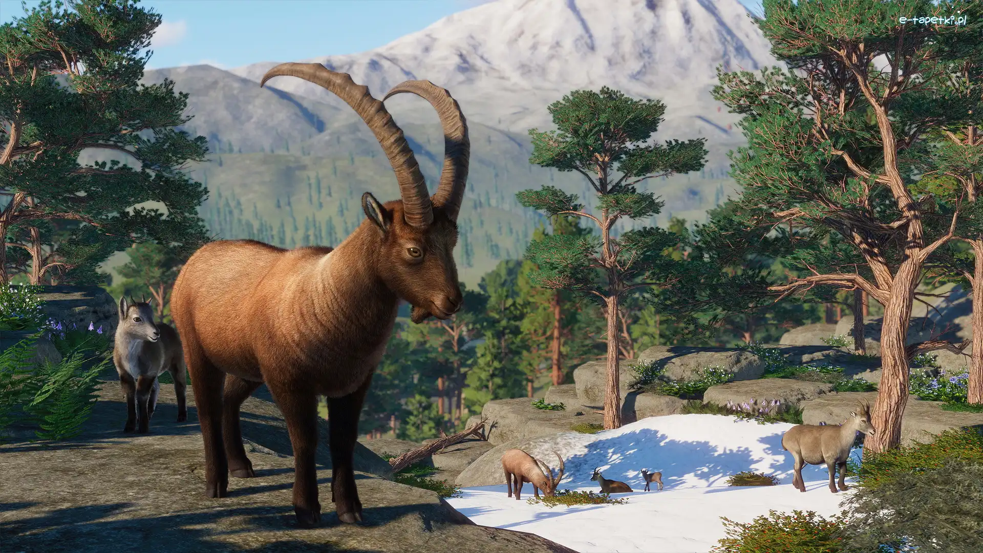 Planet Zoo, Gra, Koziorożec alpejski