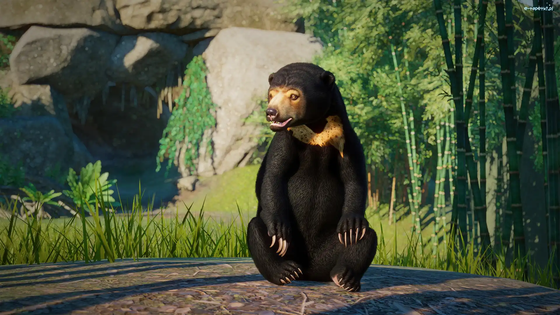 Niedźwiedź, Planet Zoo, Gra, Czarny