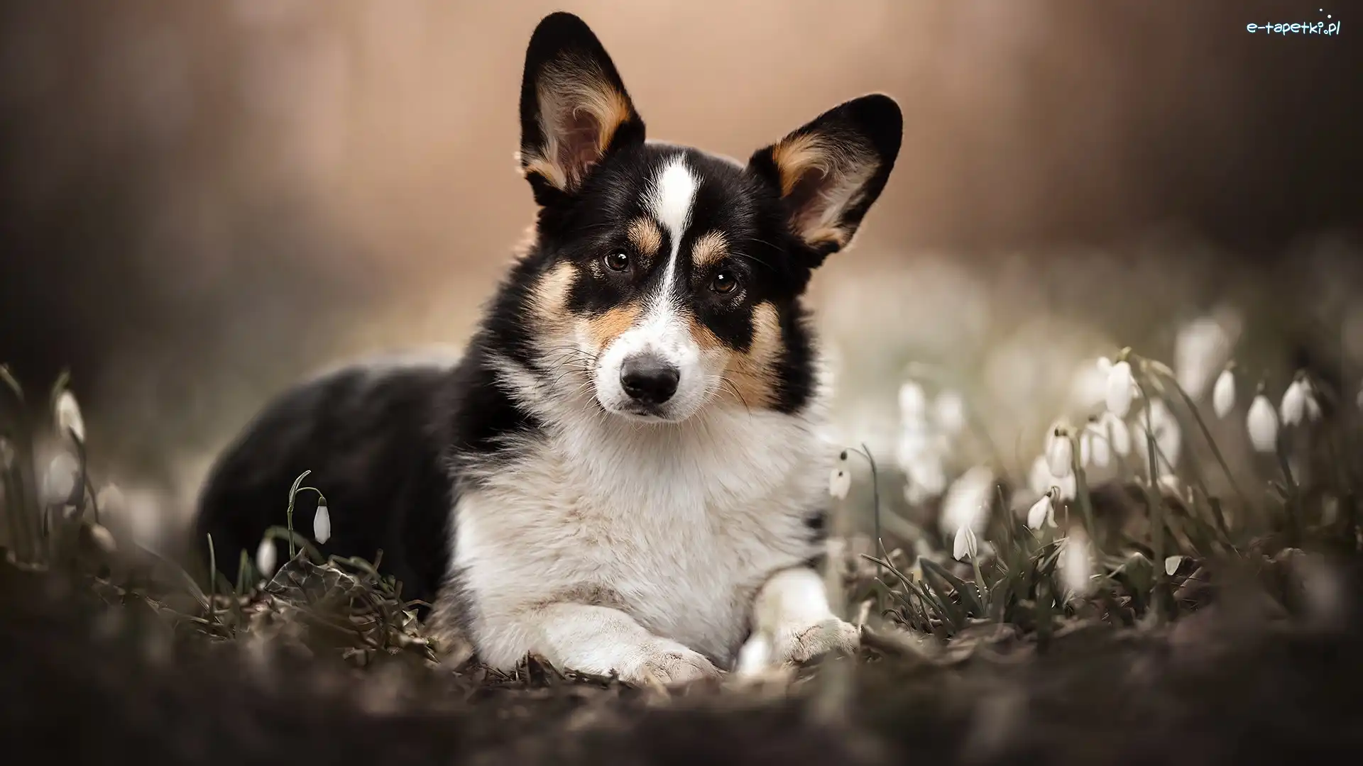 Przebiśniegi, Welsh corgi cardigan, Pies
