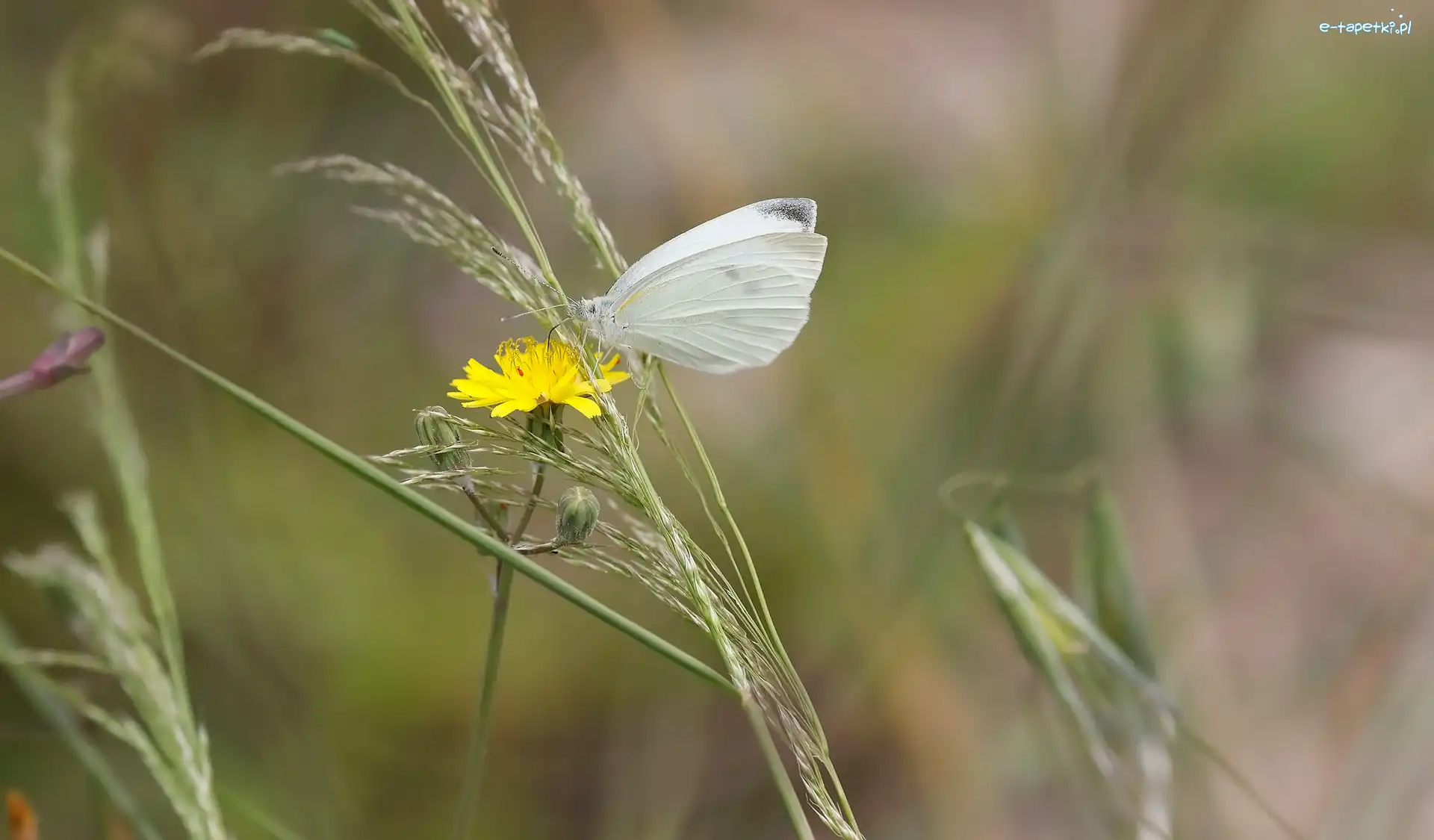 Bielinek rzepnik, Trawa, Kwiat, Motyl