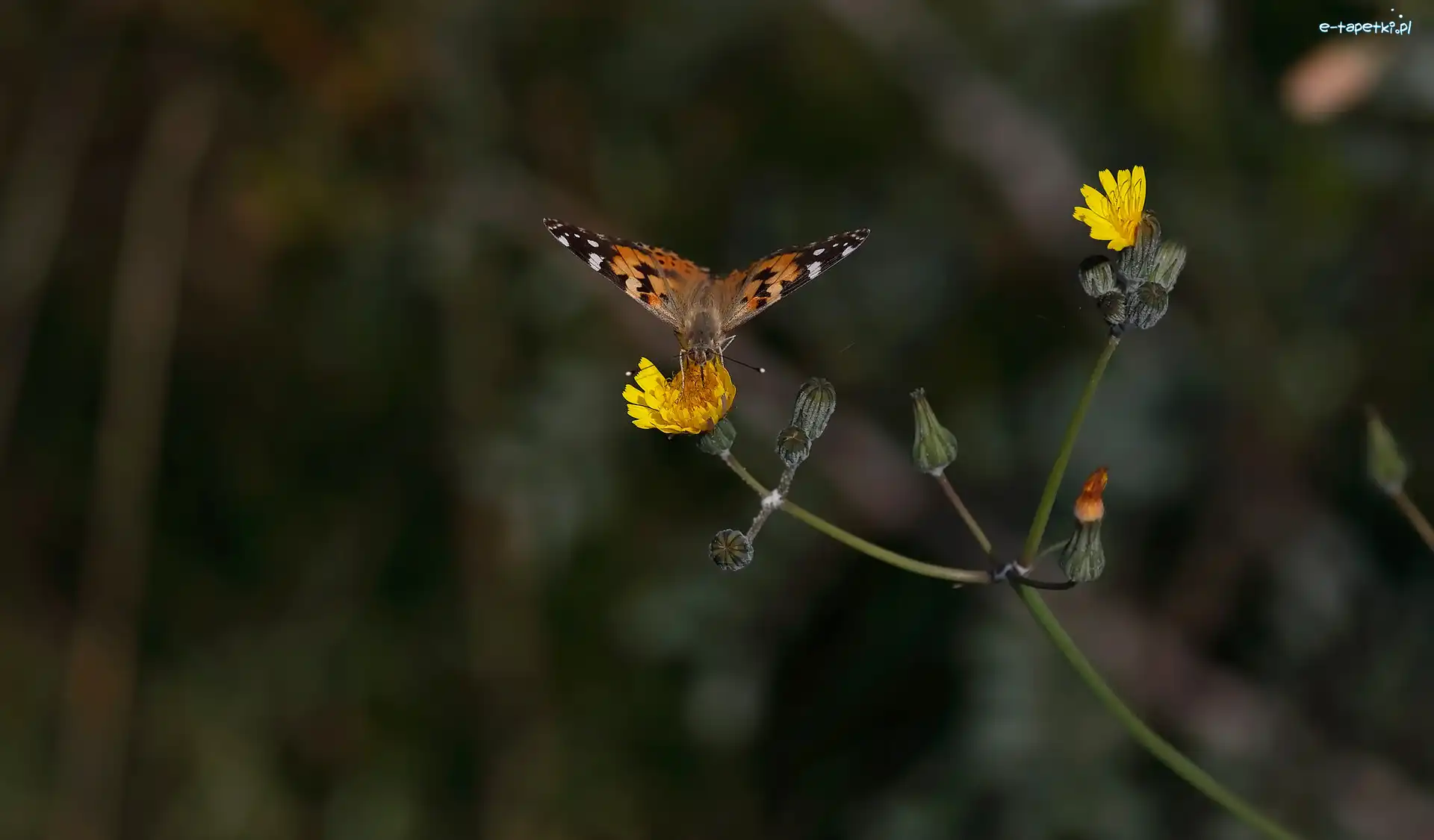 Rusałka osetnik, Kwiat, Żółty, Motyl