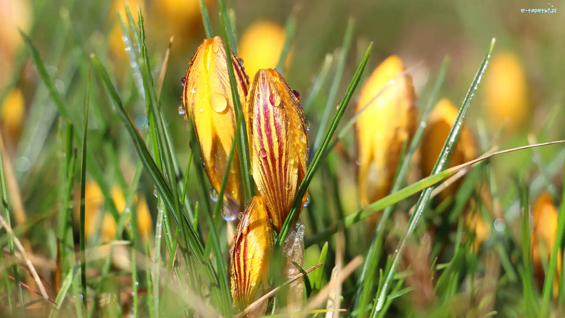 Krople, Krokus, Pąk