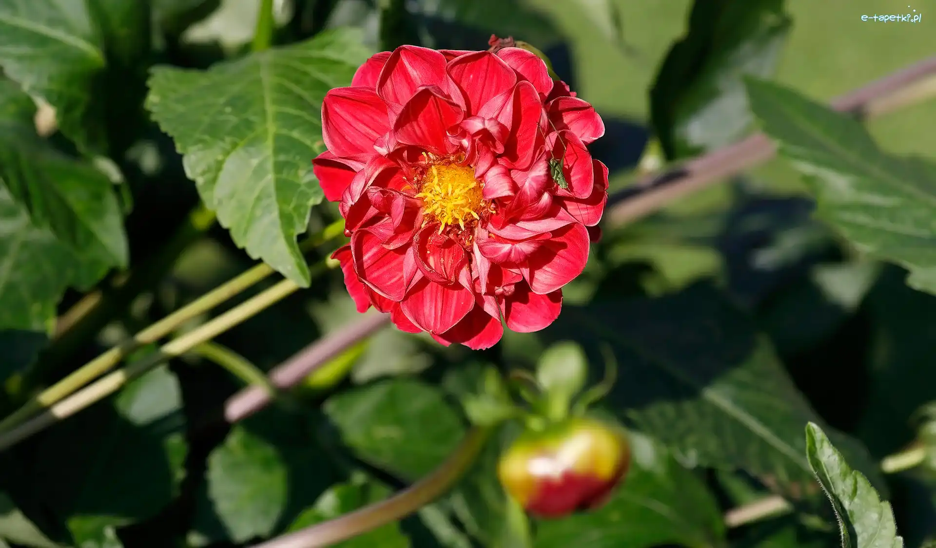 Dalia, Pasikonik, Owad, Kwiat
