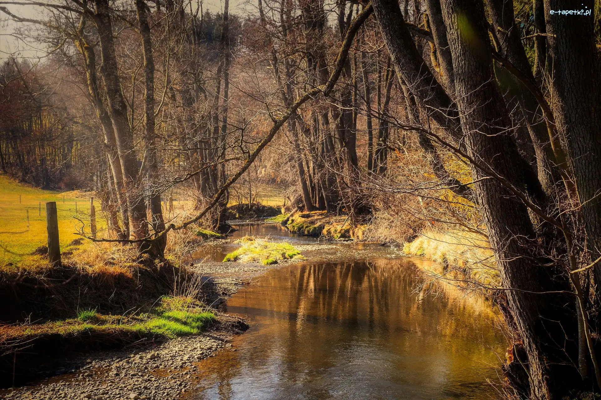 Bezlistne, Rzeka, Las, Drzewa, Strumień, Jesień