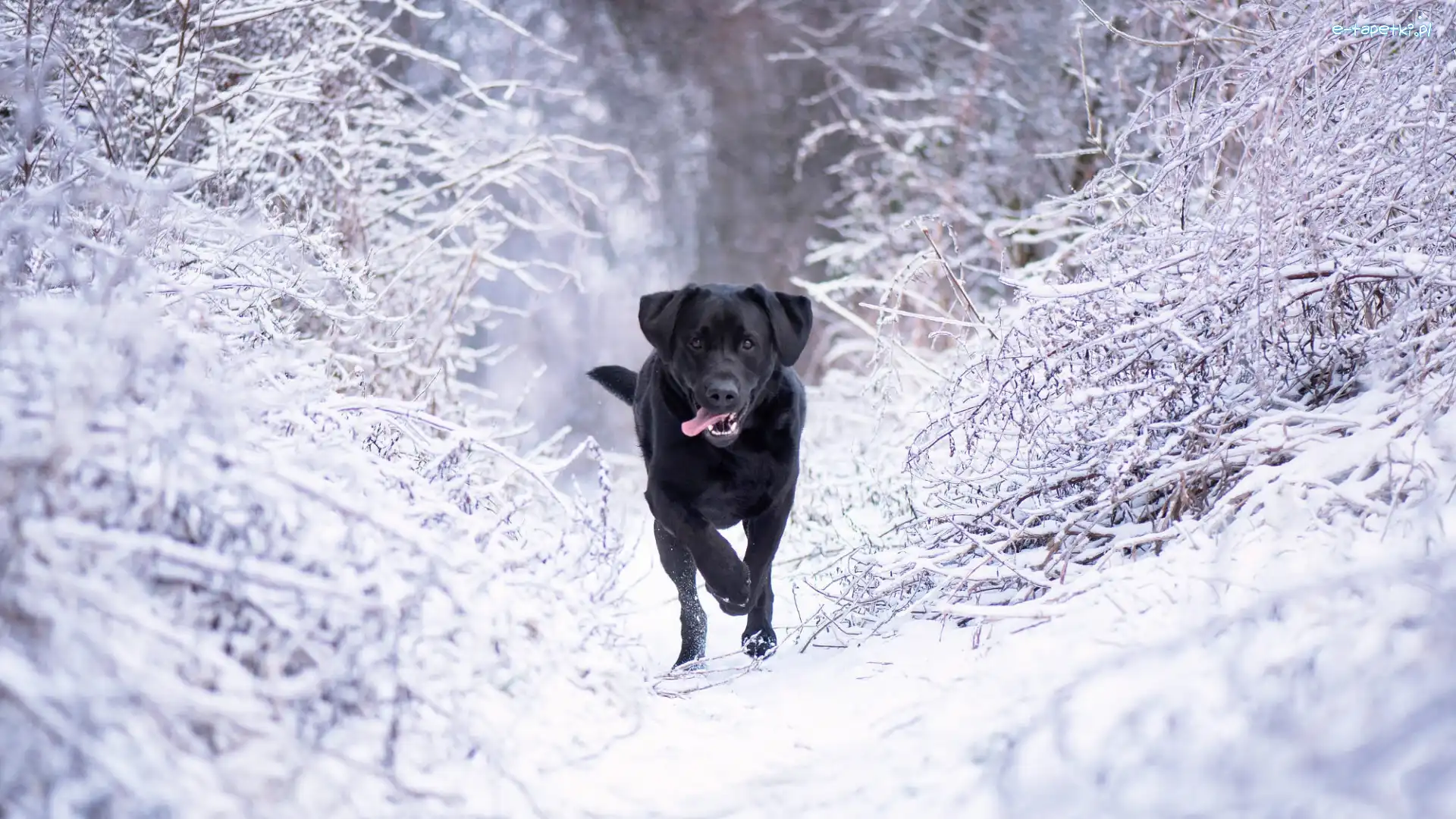 Ośnieżone, Pies, Labrador retriever, Gałęzie, Czarny, Zima