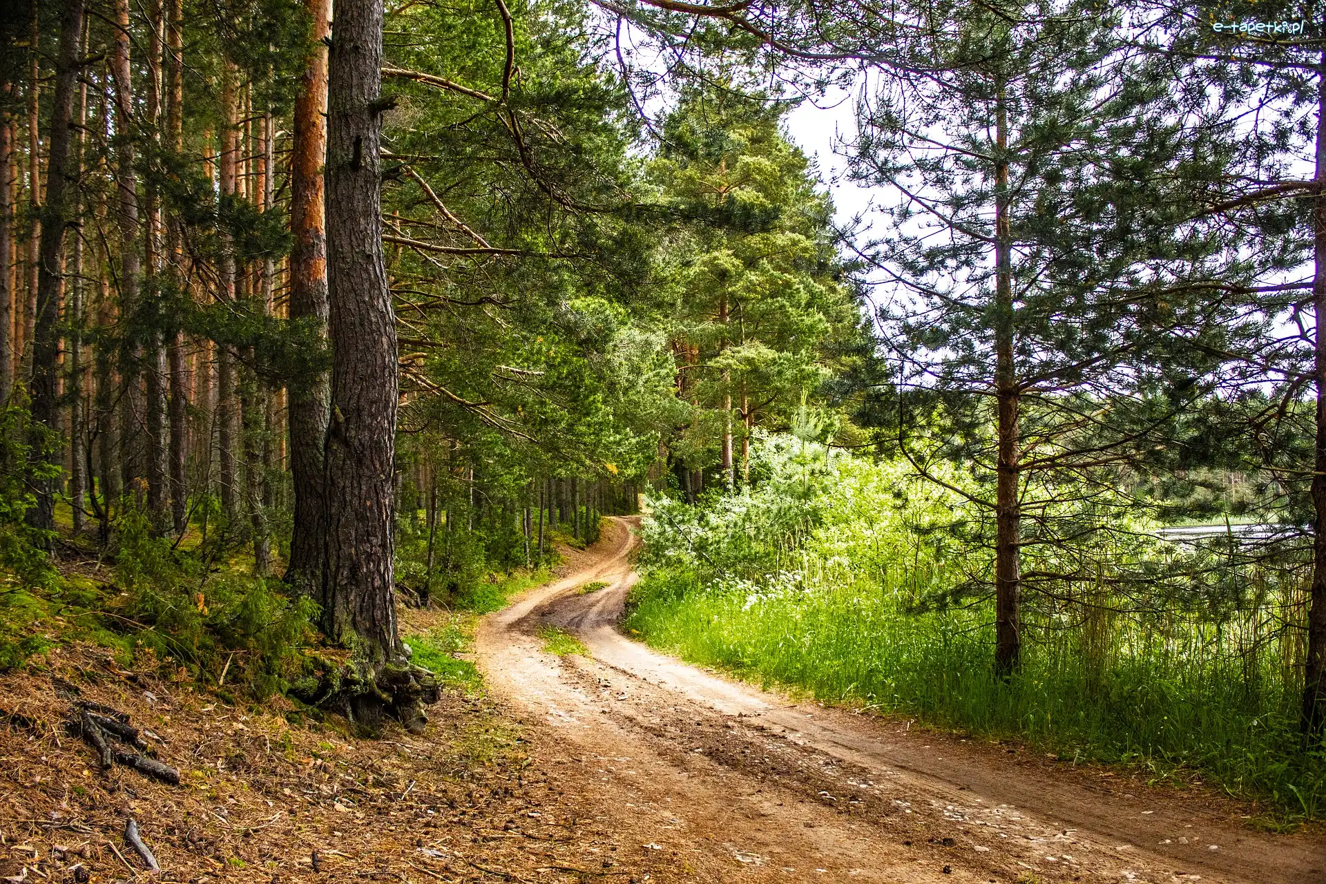 Las, Ścieżka, Drzewa, Zieleń, Trawa