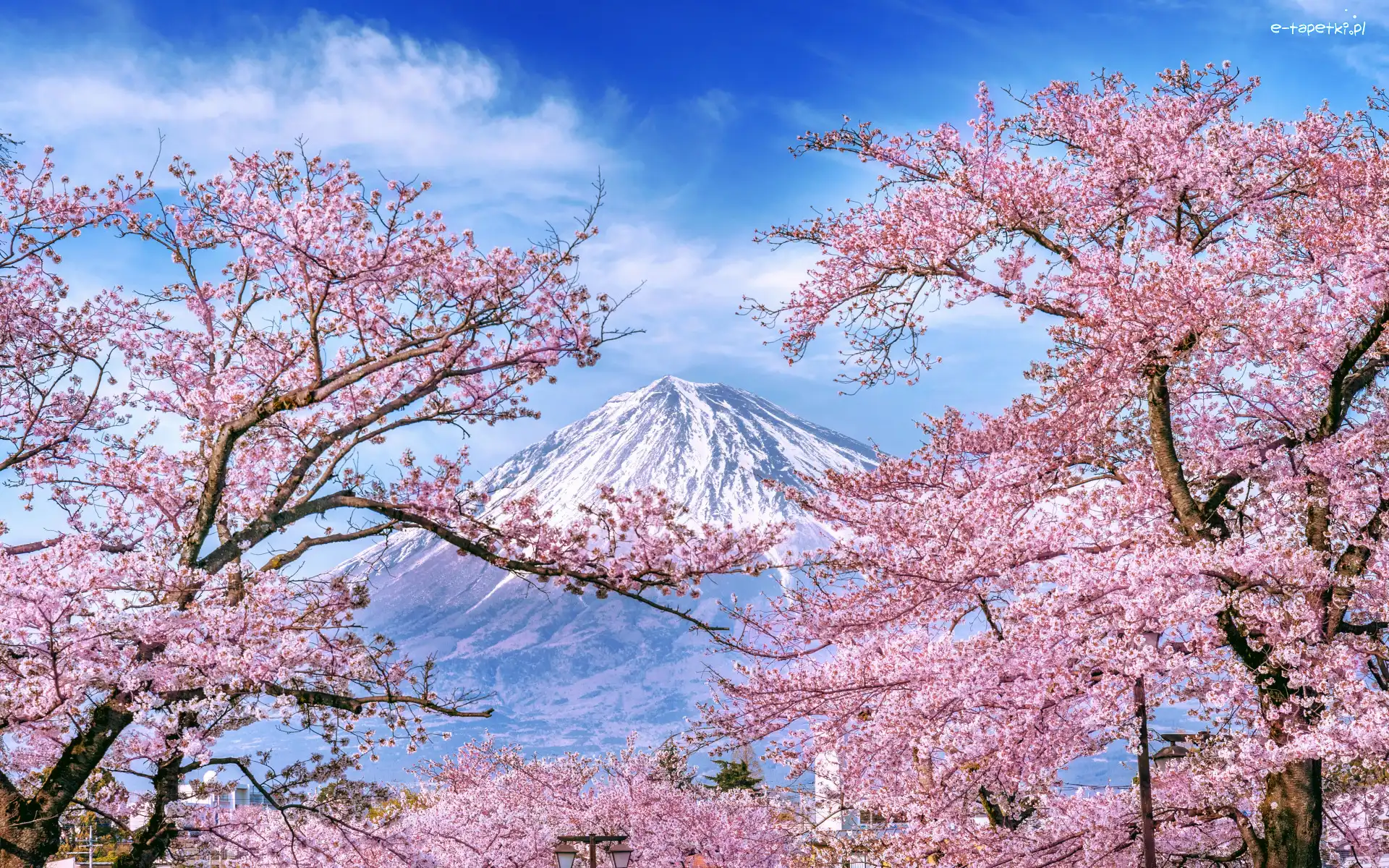Japonia, Kwiaty, Różowe, Drzewa, Wiosna, Góra Fudżi, Wiśnia