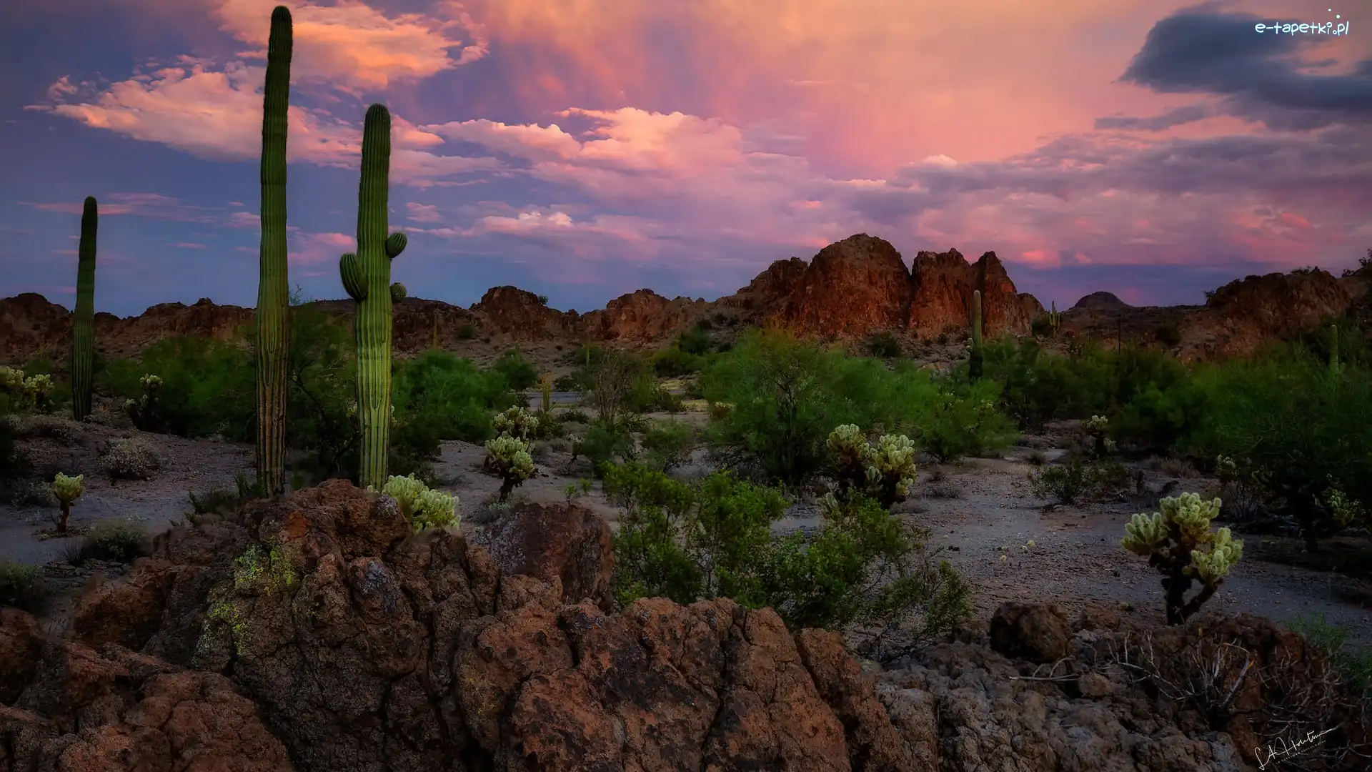 Stany Zjednoczone, Park Narodowy Saguaro, Karnegie olbrzymie, Kaktusy, Góry, Arizona, Skały