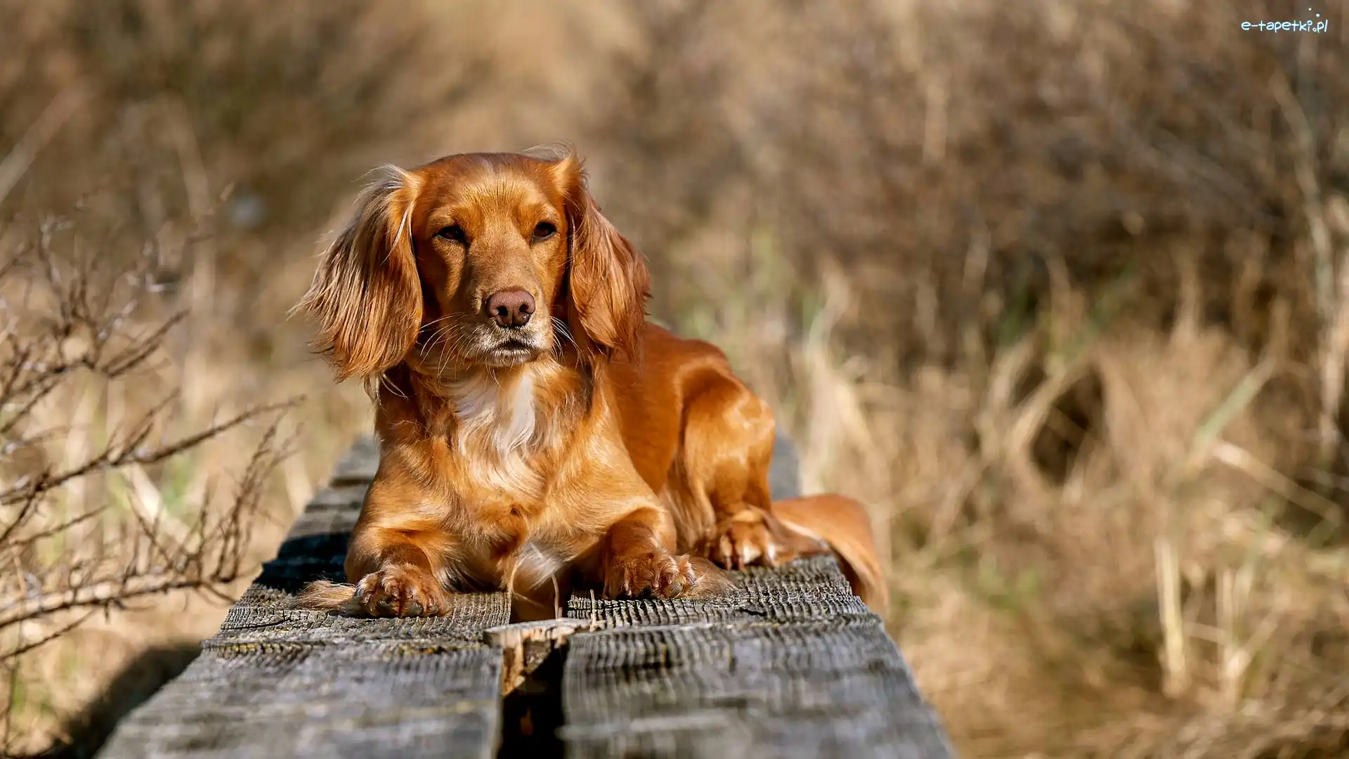 Deski, Working cocker spaniel, Pies