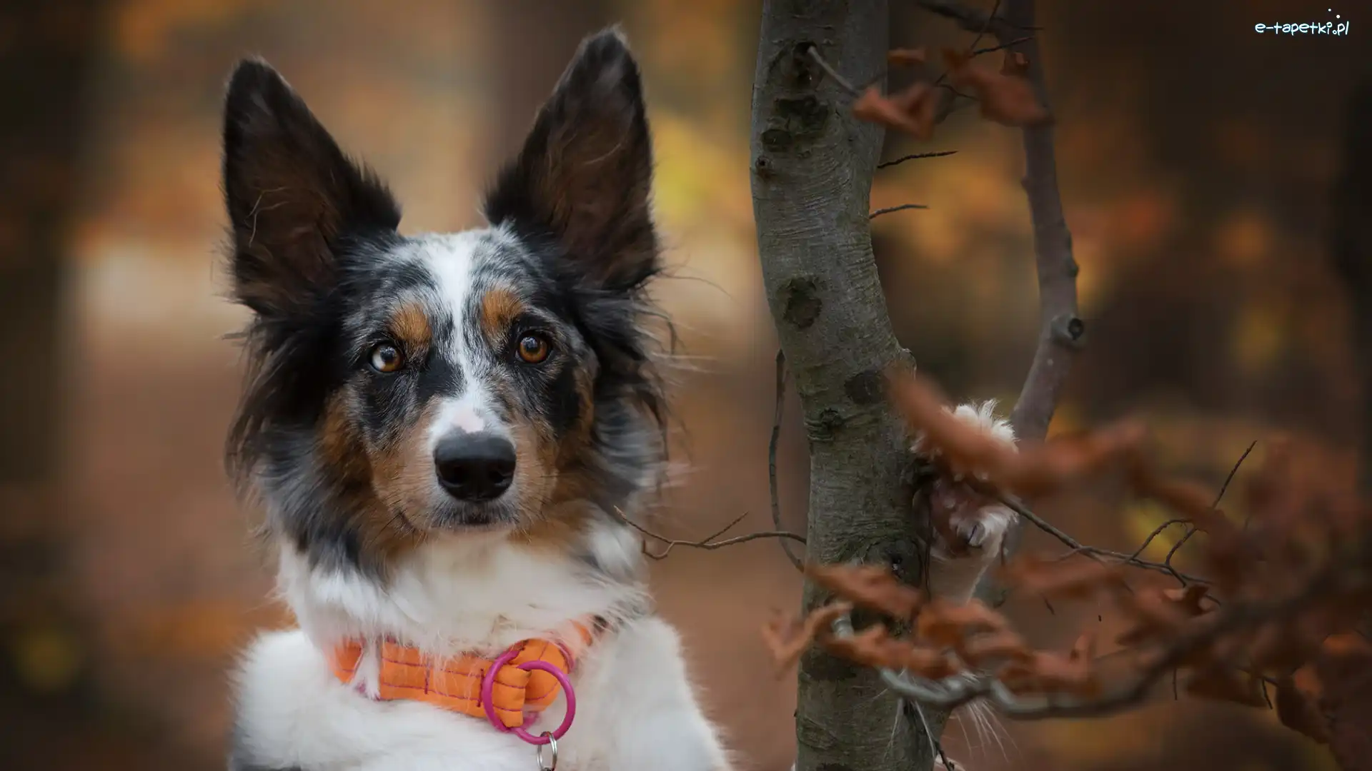Obroża, Pomarańczowa, Border collie