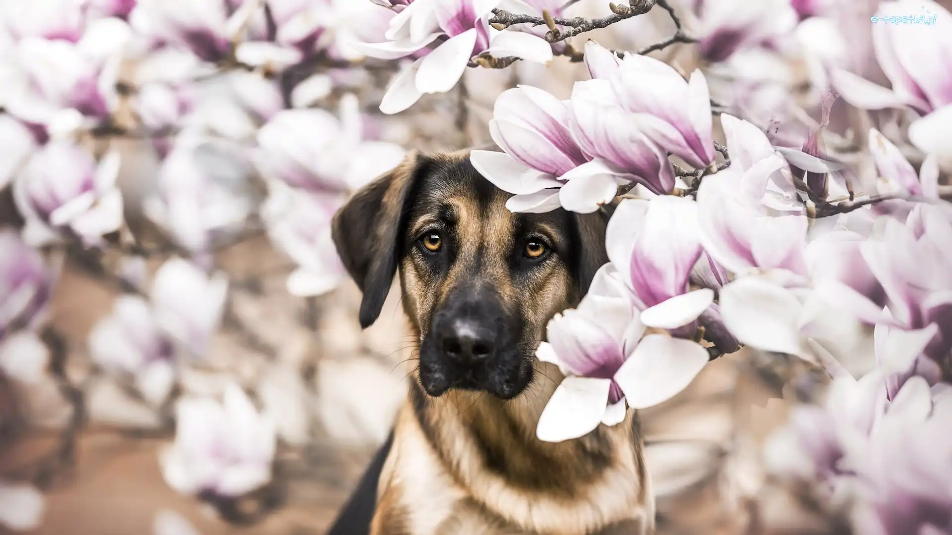 Brązowy, Magnolie, Kwiaty, Pies