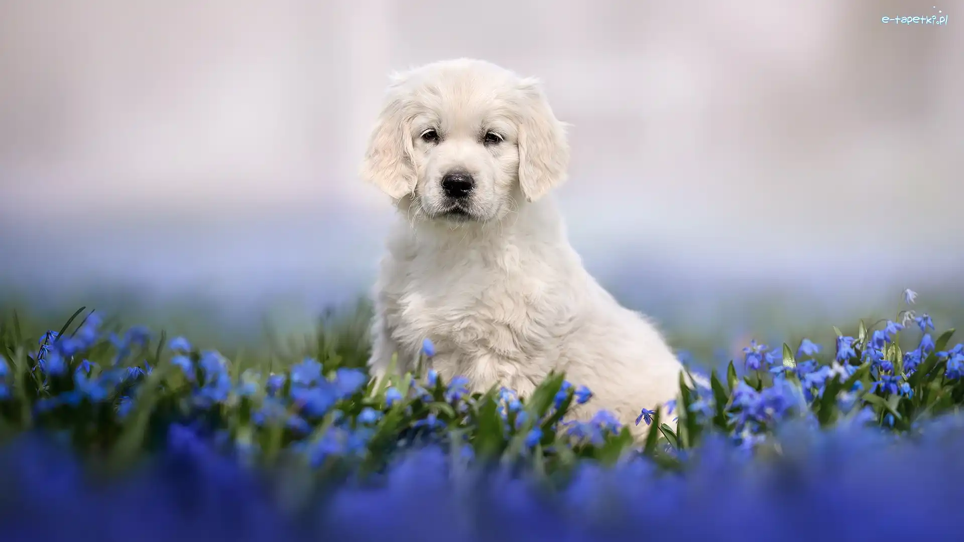Pies, Golden retriever, Szczeniak, Kwiaty, Niebieskie