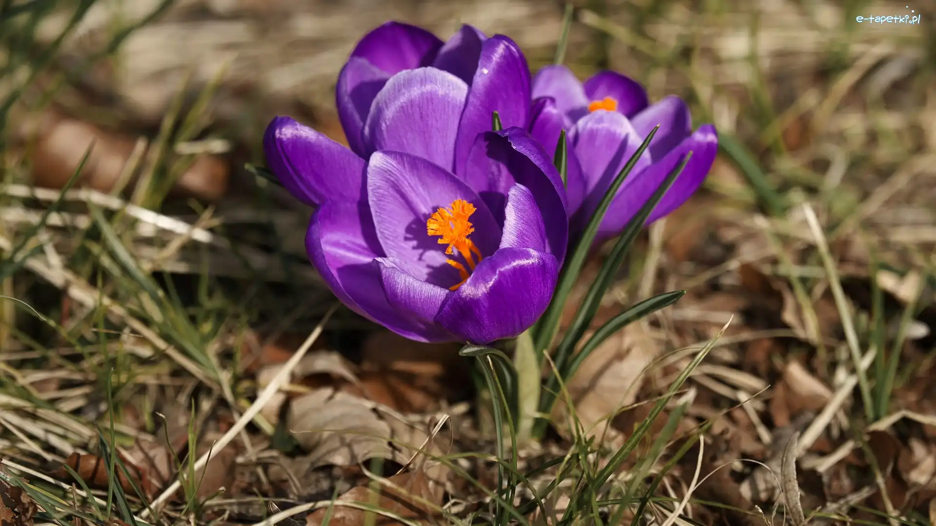 Krokusy, Trawa, Fioletowe, Kwiaty