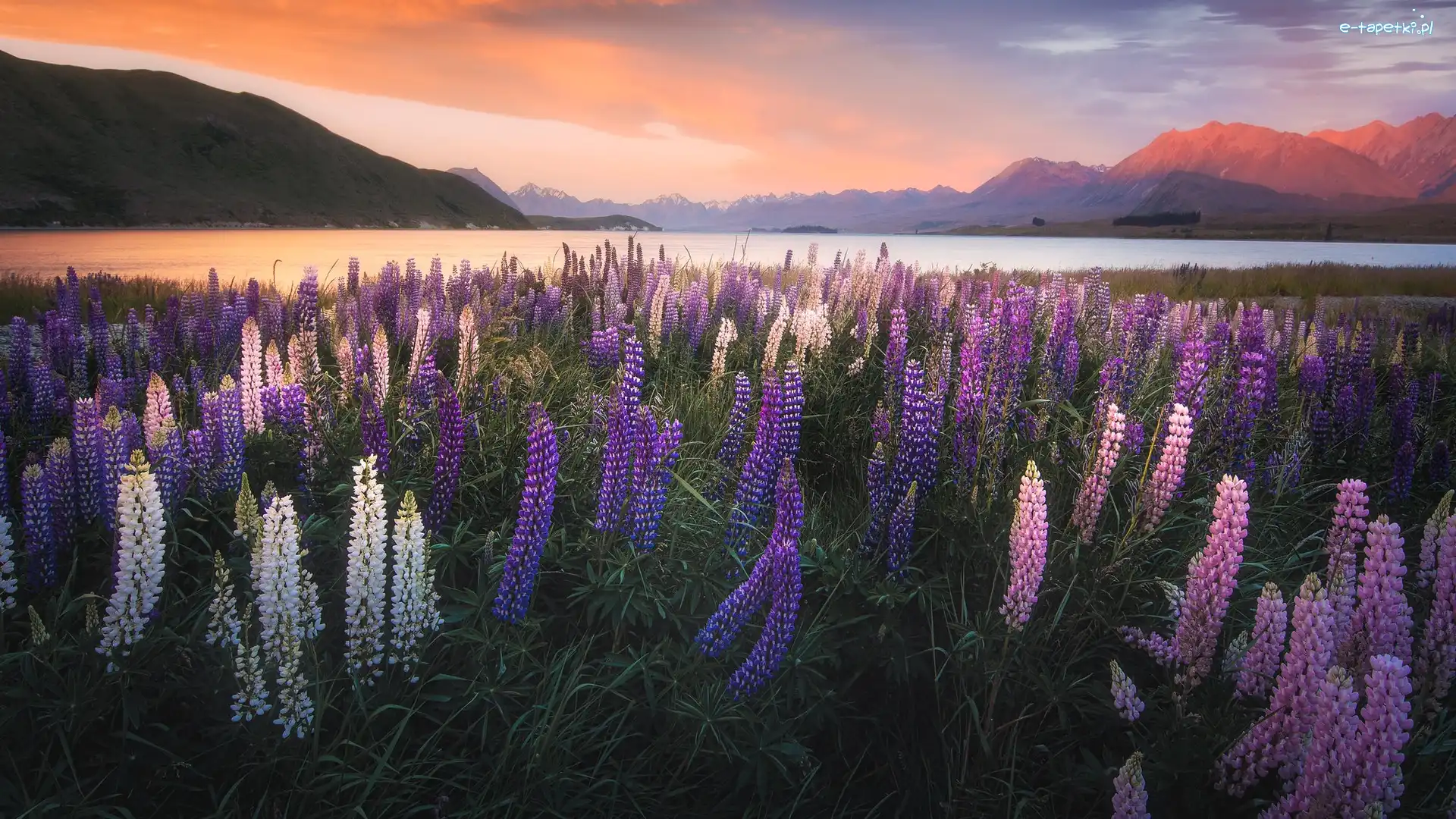 Nowa Zelandia, Łubin, Jezioro Tekapo, Góry, Łąka