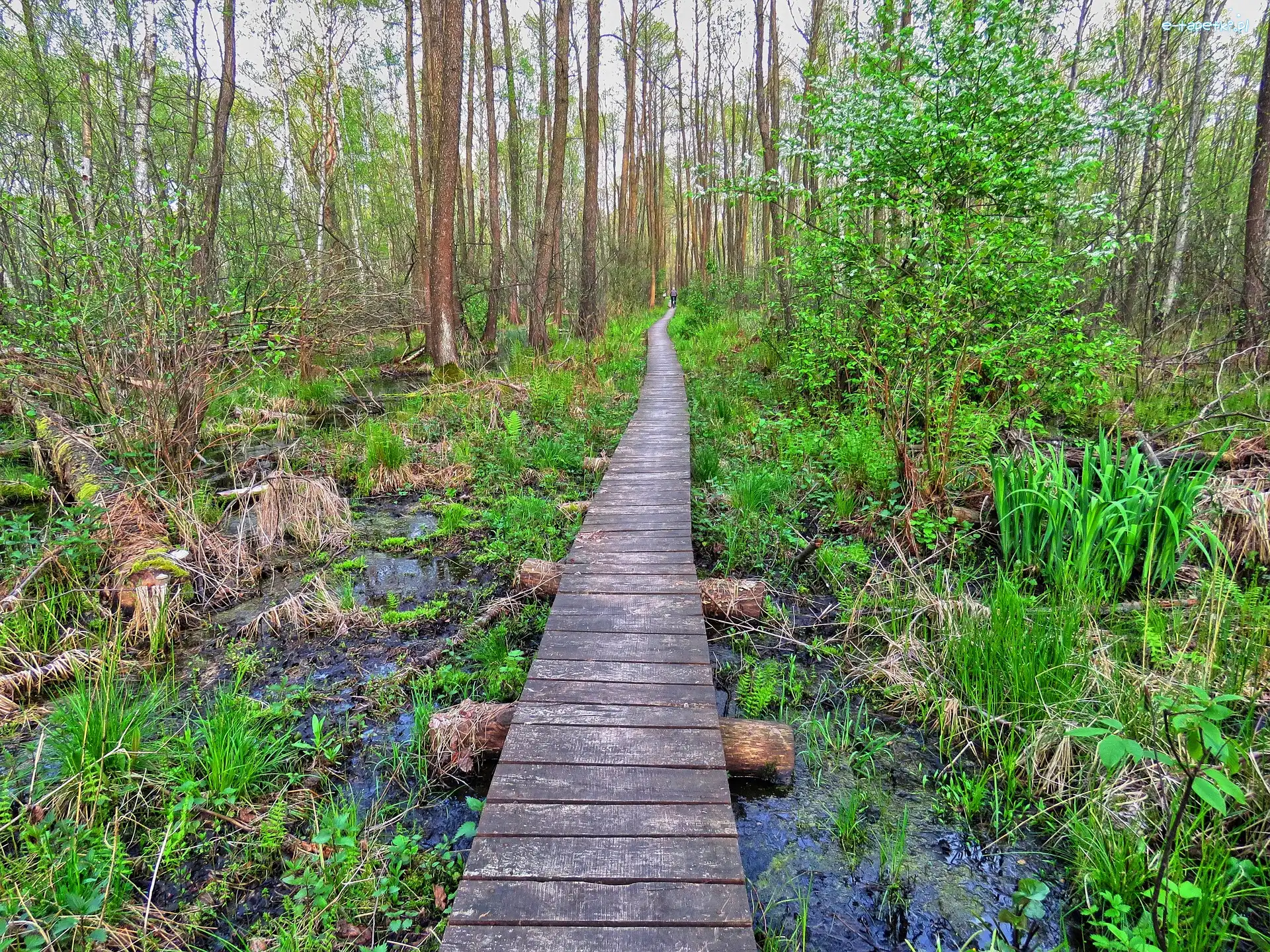 Roślinność, Drzewa, Kładka, Bagno, Moczary, Polska, Polesie, Pomost, Poleski Park Narodowy
