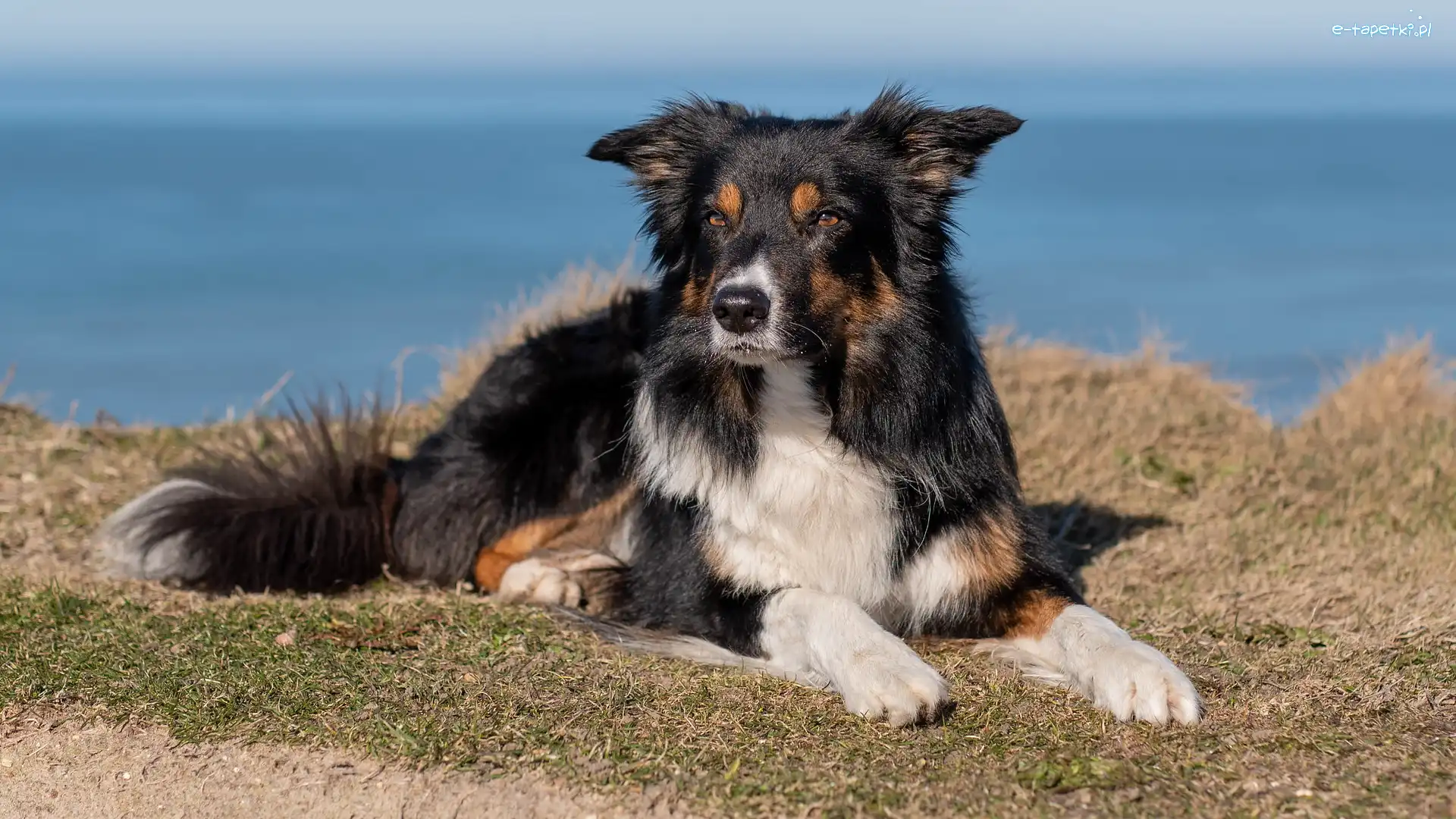 Border collie, Morze, Trawa, Pies