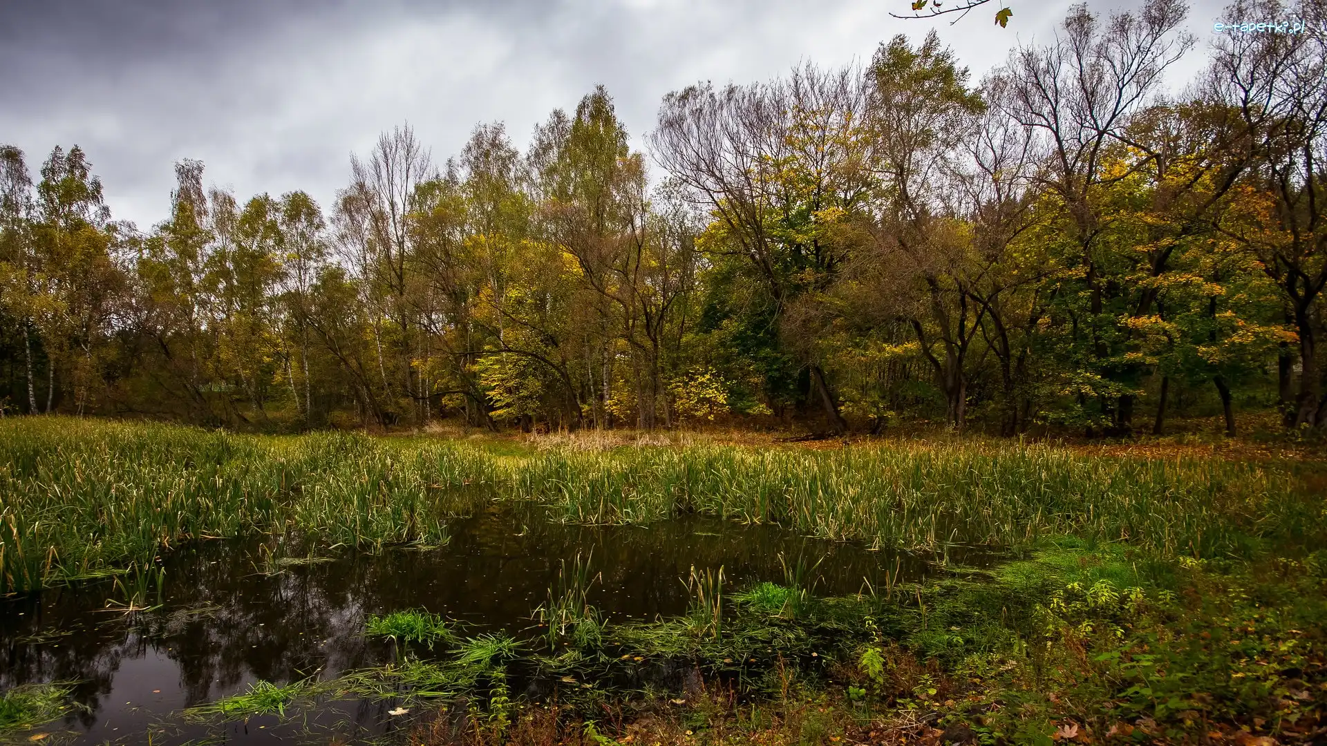 Bagno, Trawy, Drzewa, Jesień